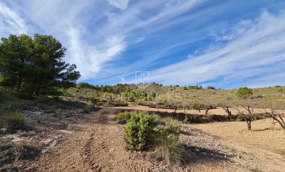  · Återförsäljning · Yecla · Raspay