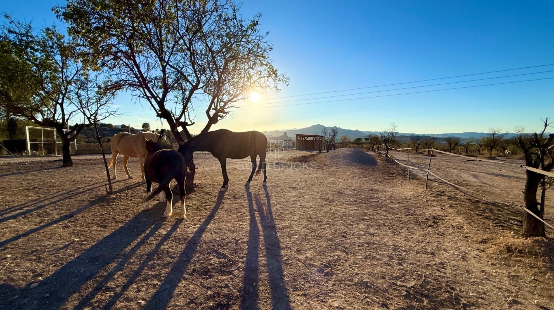 Finca / Landgrundstück · Resale · Sax · Sax Centro