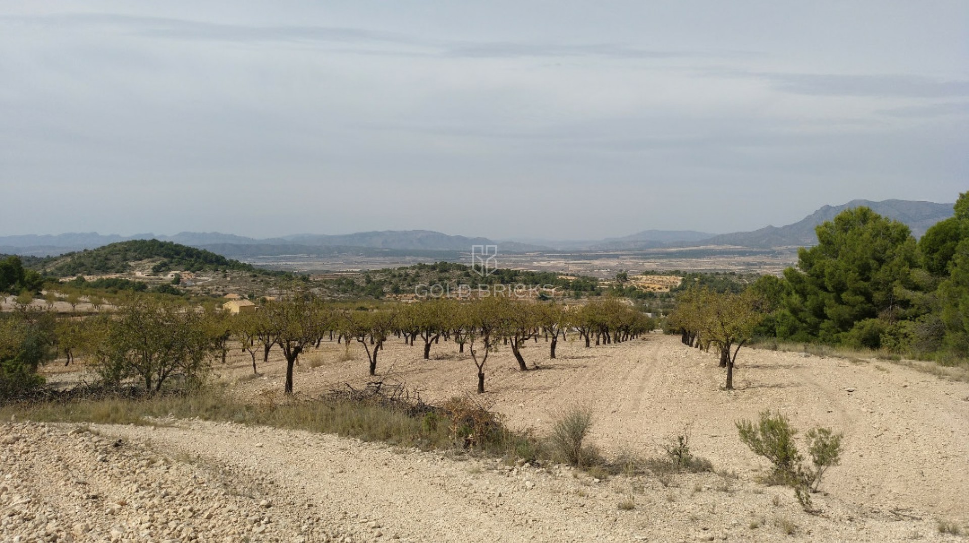 Plot - Land · Sale · Abanilla · Abanilla Centro