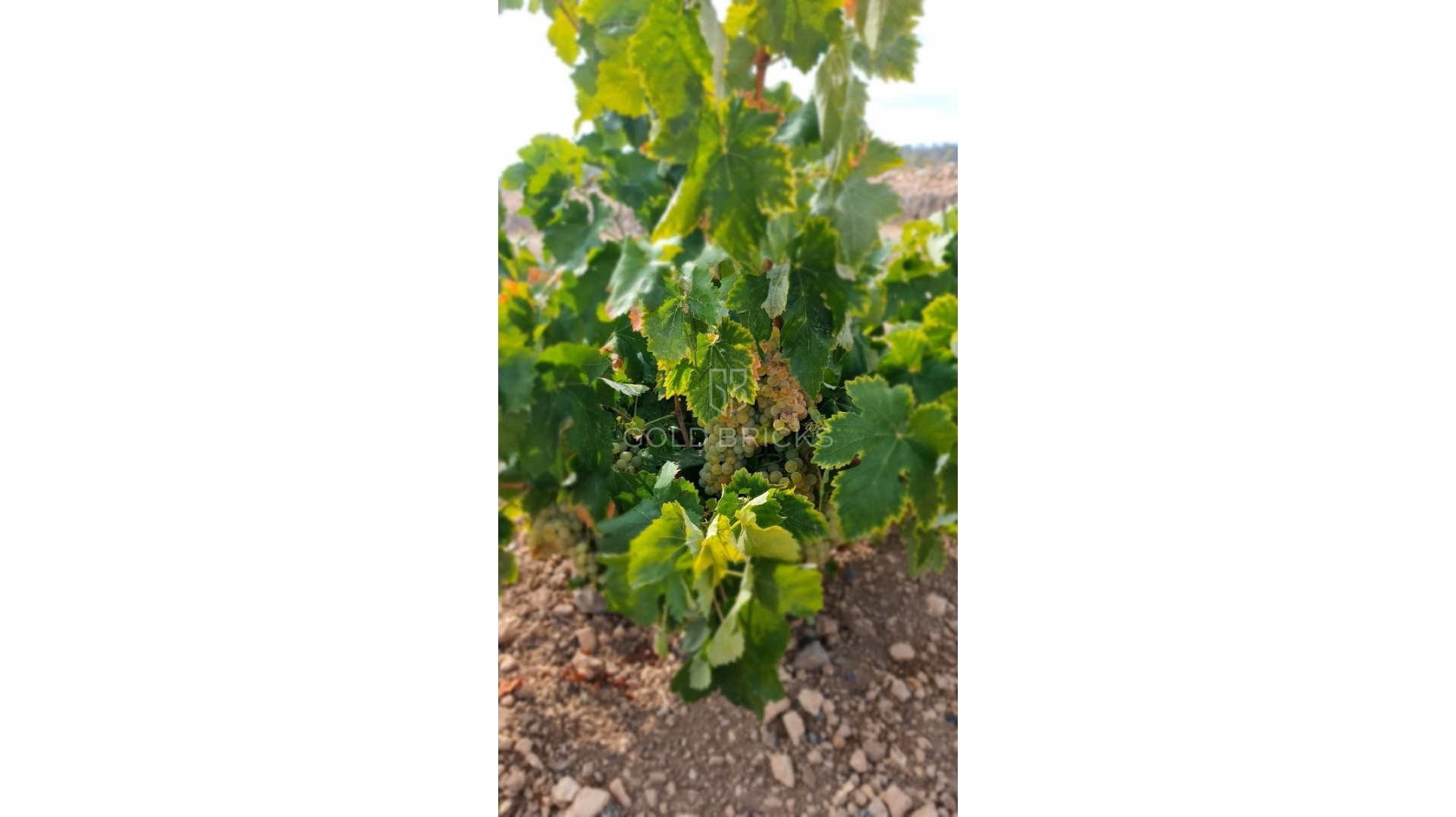 Plot - Land · Sale · Abanilla · Abanilla Centro