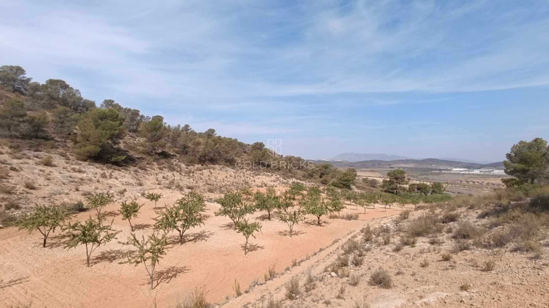 Plot - Land · Sale · Abanilla · Abanilla Centro