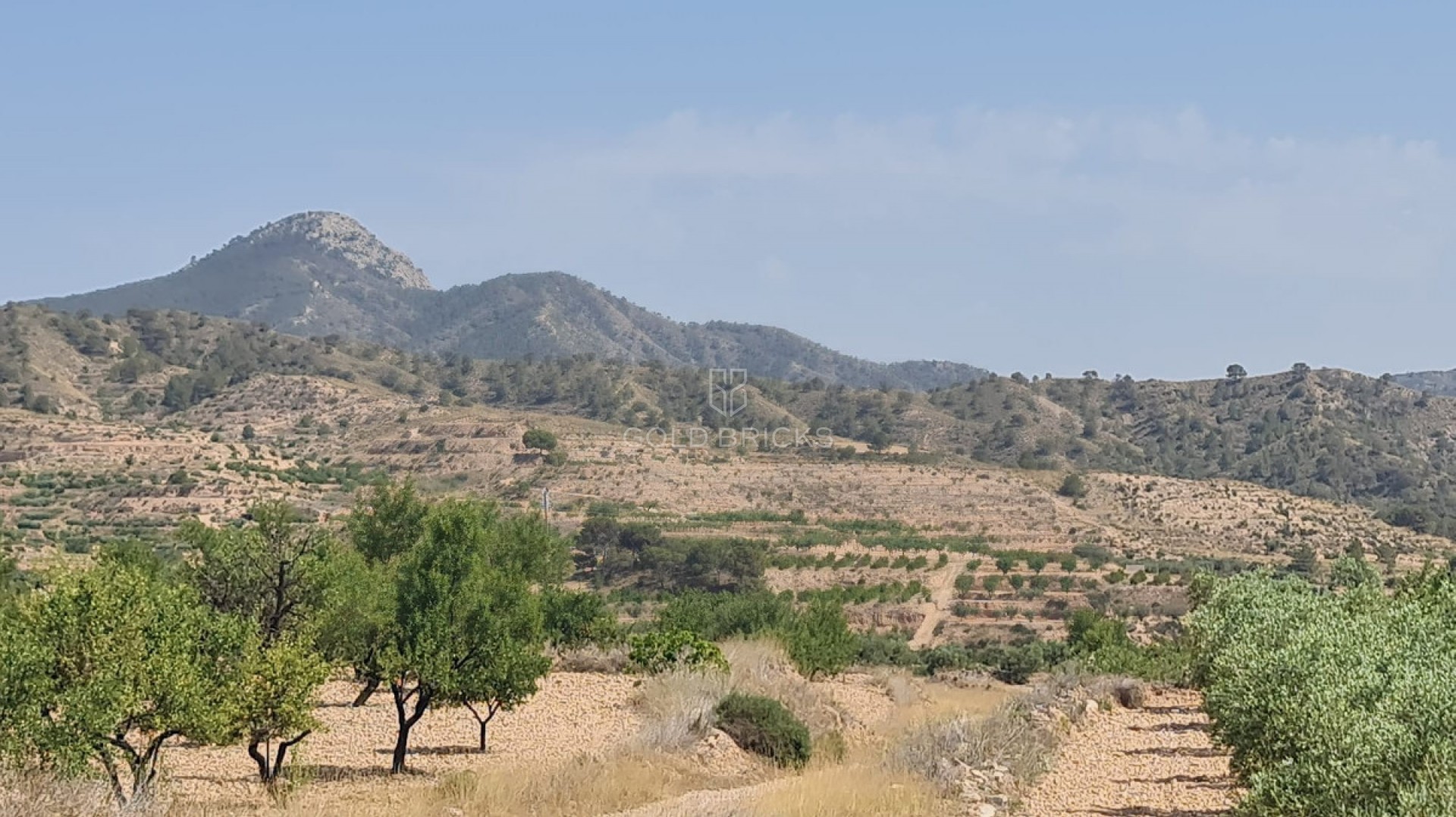 Plot - Land · Sale · Abanilla · Abanilla Centro