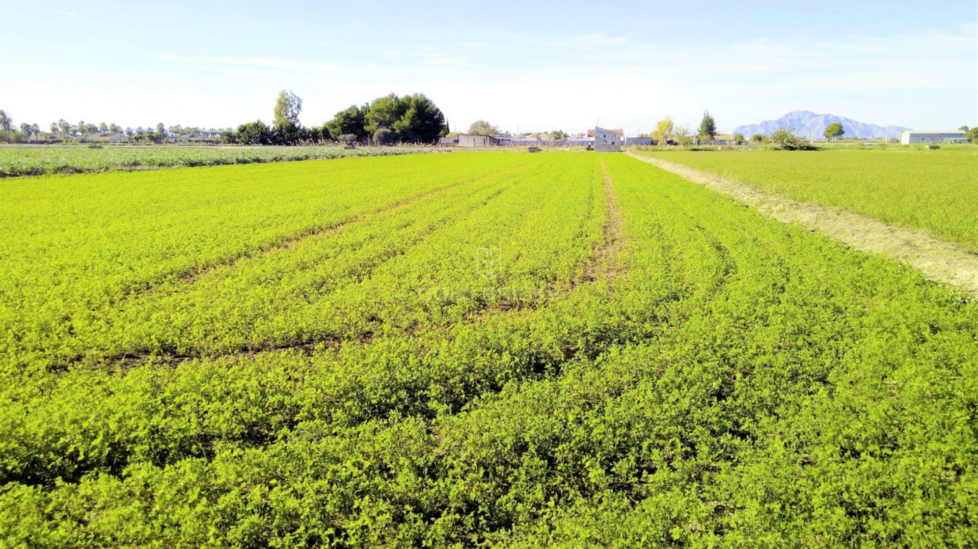 Plot - Land · Sale · Dolores · Dolores Centro