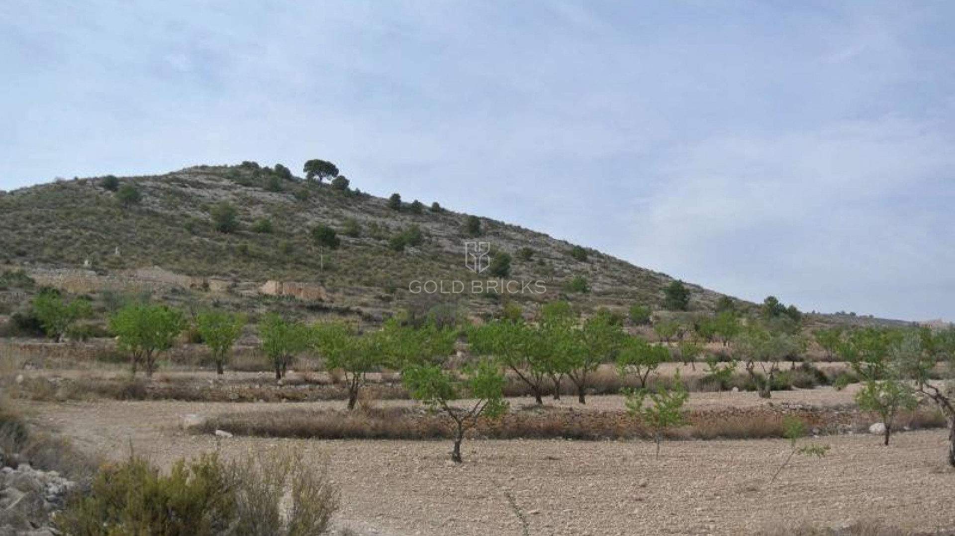 Plot - Land · Sale · Jumilla · Jumilla Centro