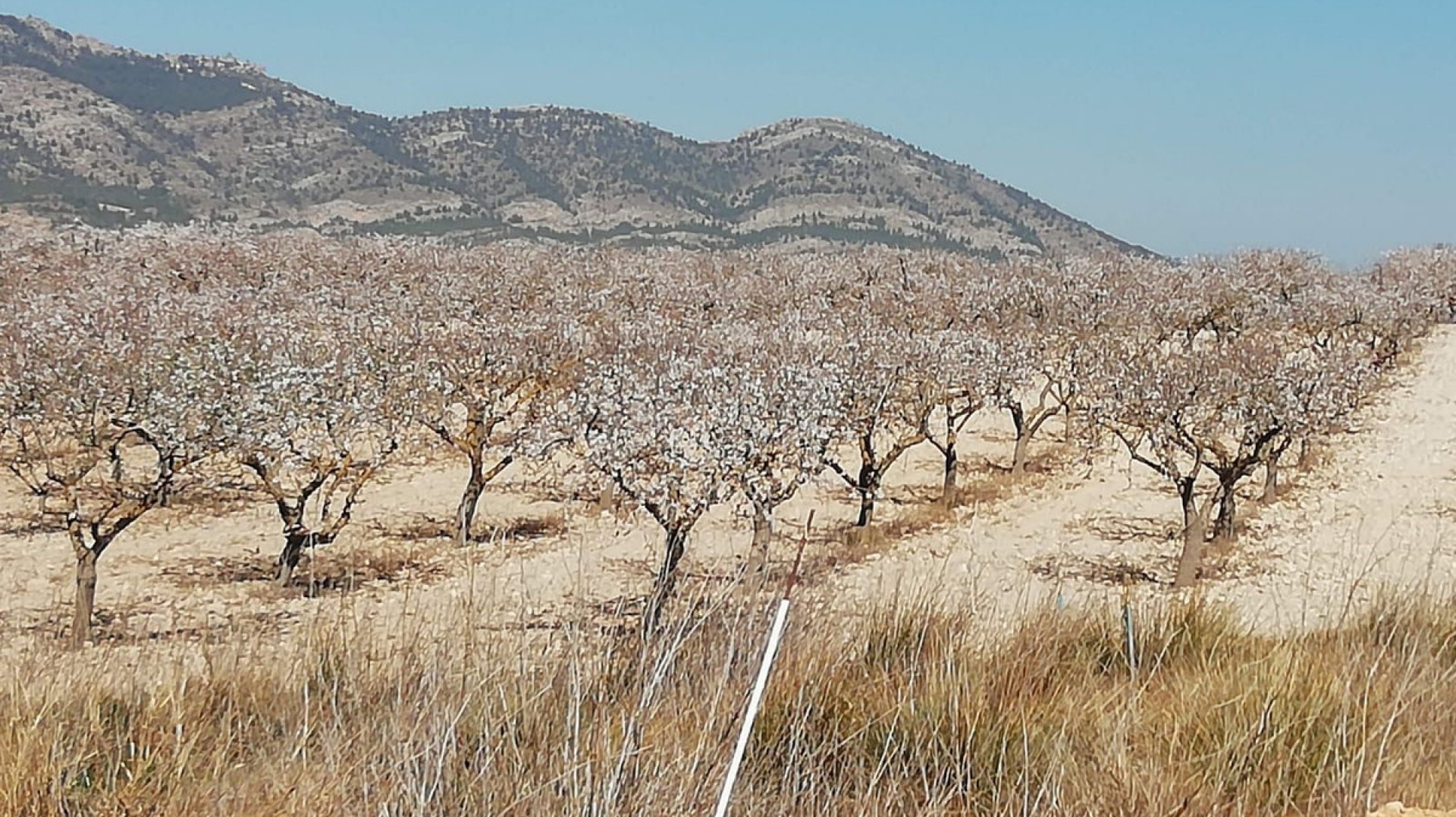 Plot - Land · Sale · La Font de la Figuera · La Font de la Figuera