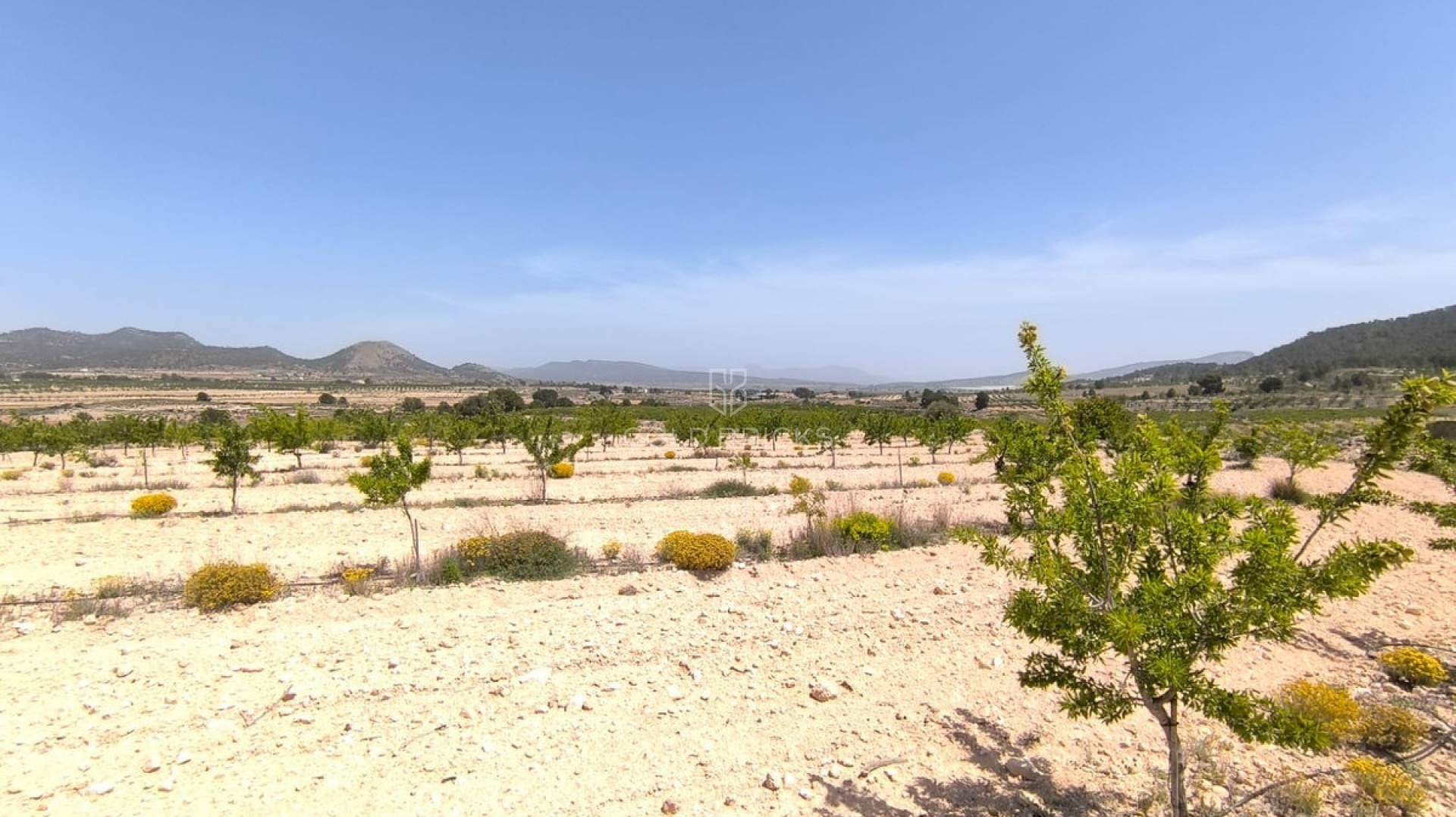 Plot - Land · Sale · Monóvar - Monòver · Monóvar - Monòver Centro