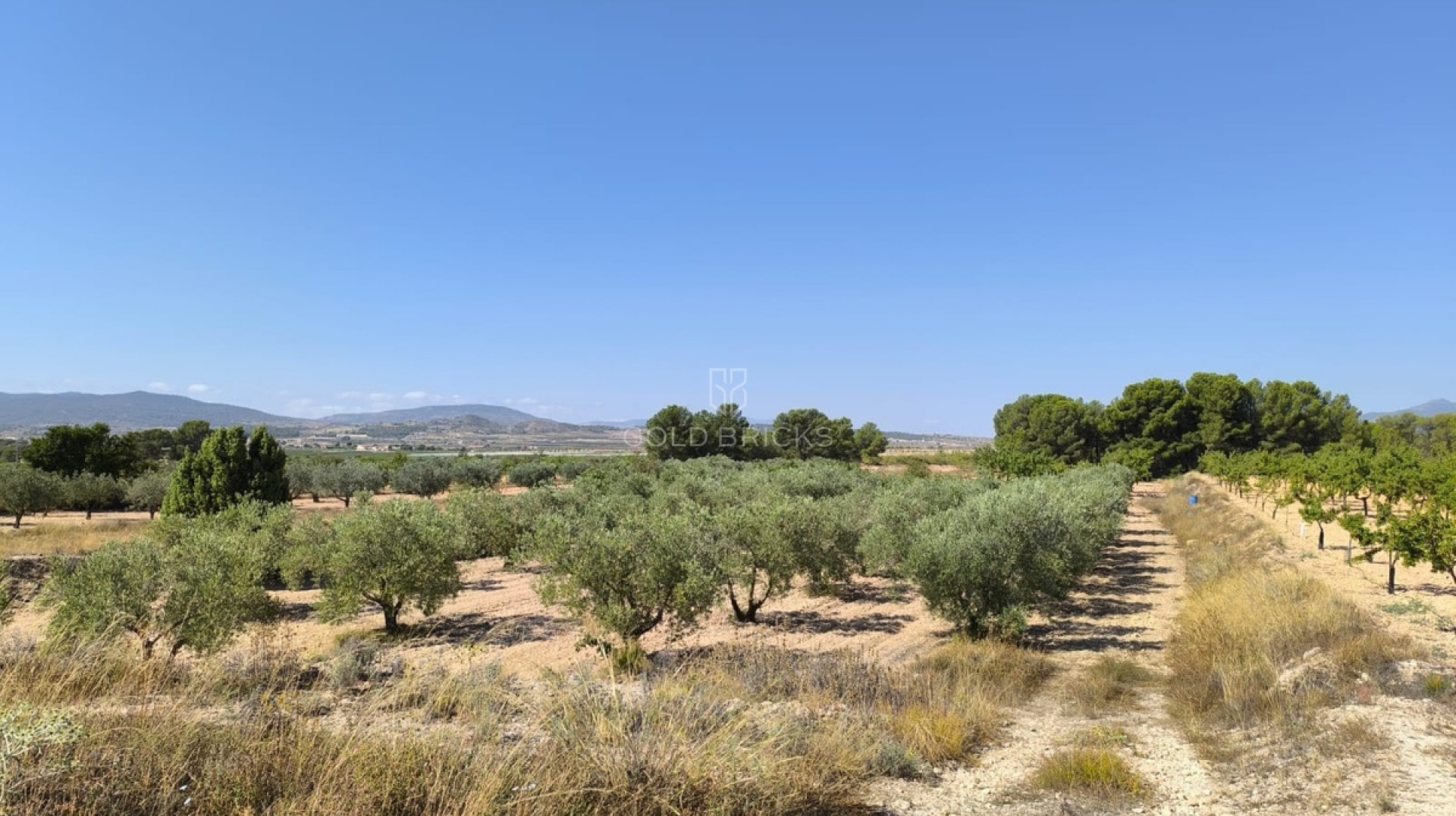 Plot - Land · Sale · Monóvar - Monòver · Monóvar - Monòver Centro