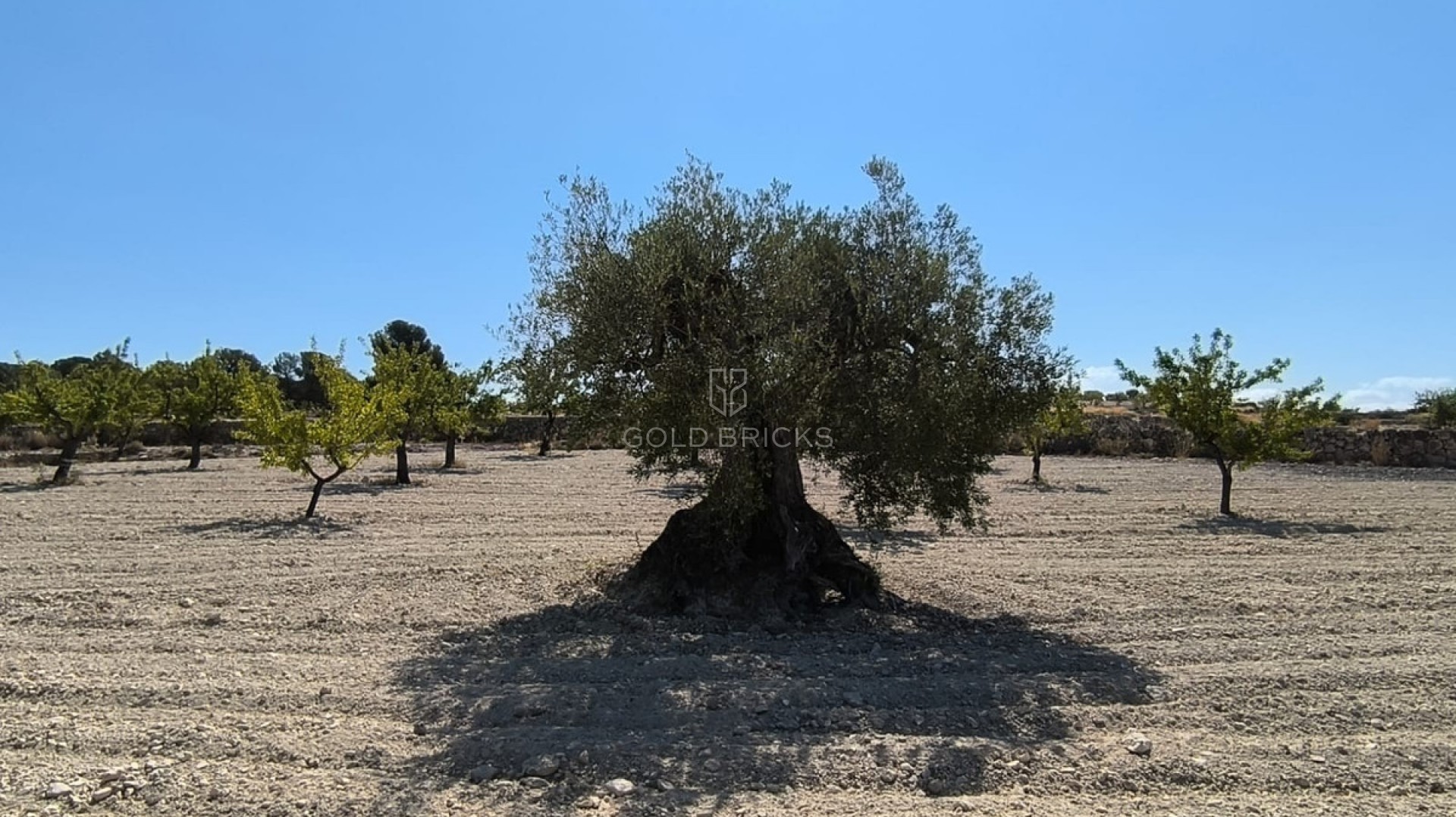 Plot - Land · Sale · Monóvar - Monòver · Monóvar - Monòver Centro