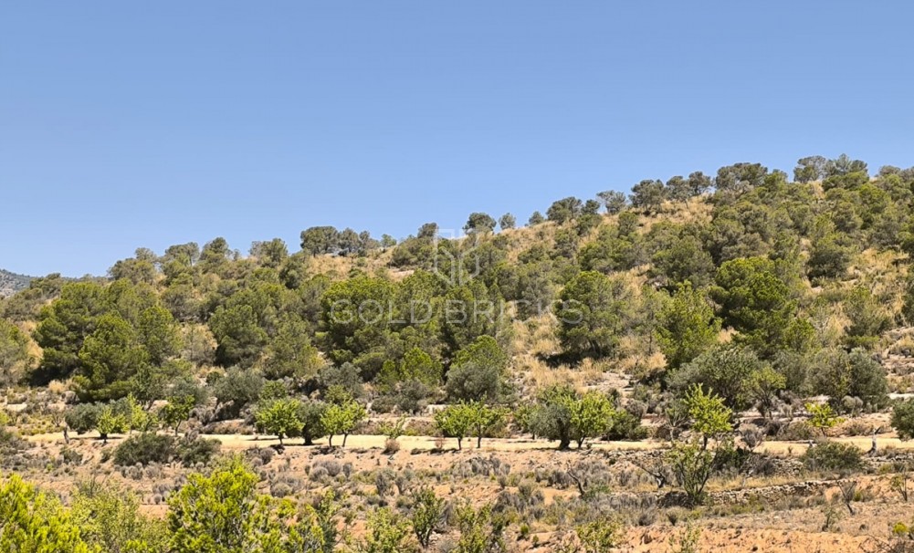 Plot - Land · Sale · Monóvar - Monòver · Monóvar - Monòver Centro