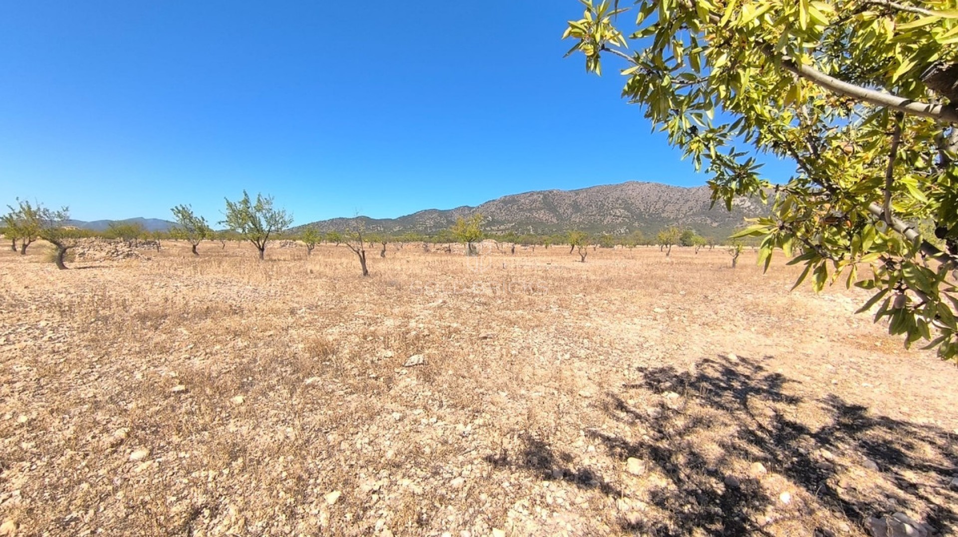 Plot - Land · Sale · Monóvar - Monòver · Monóvar - Monòver Centro