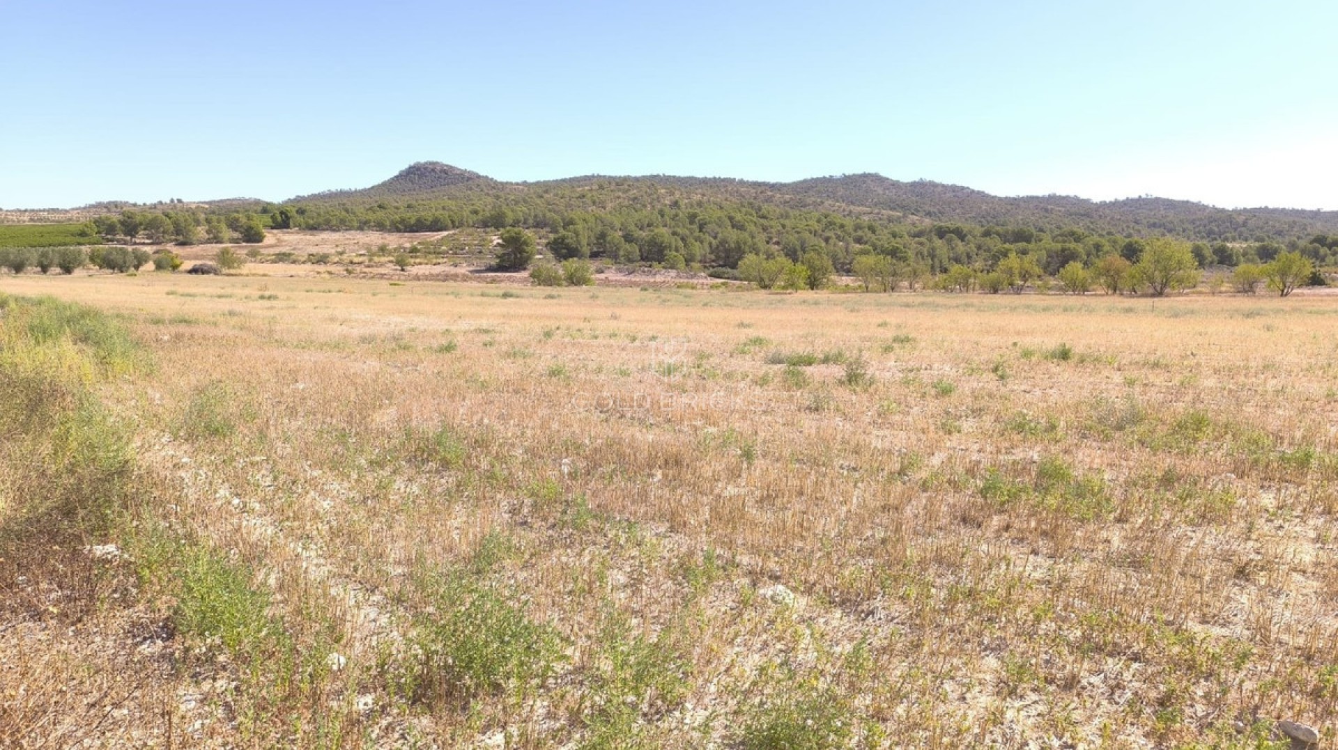 Plot - Land · Sale · Monóvar - Monòver · Monóvar - Monòver Centro