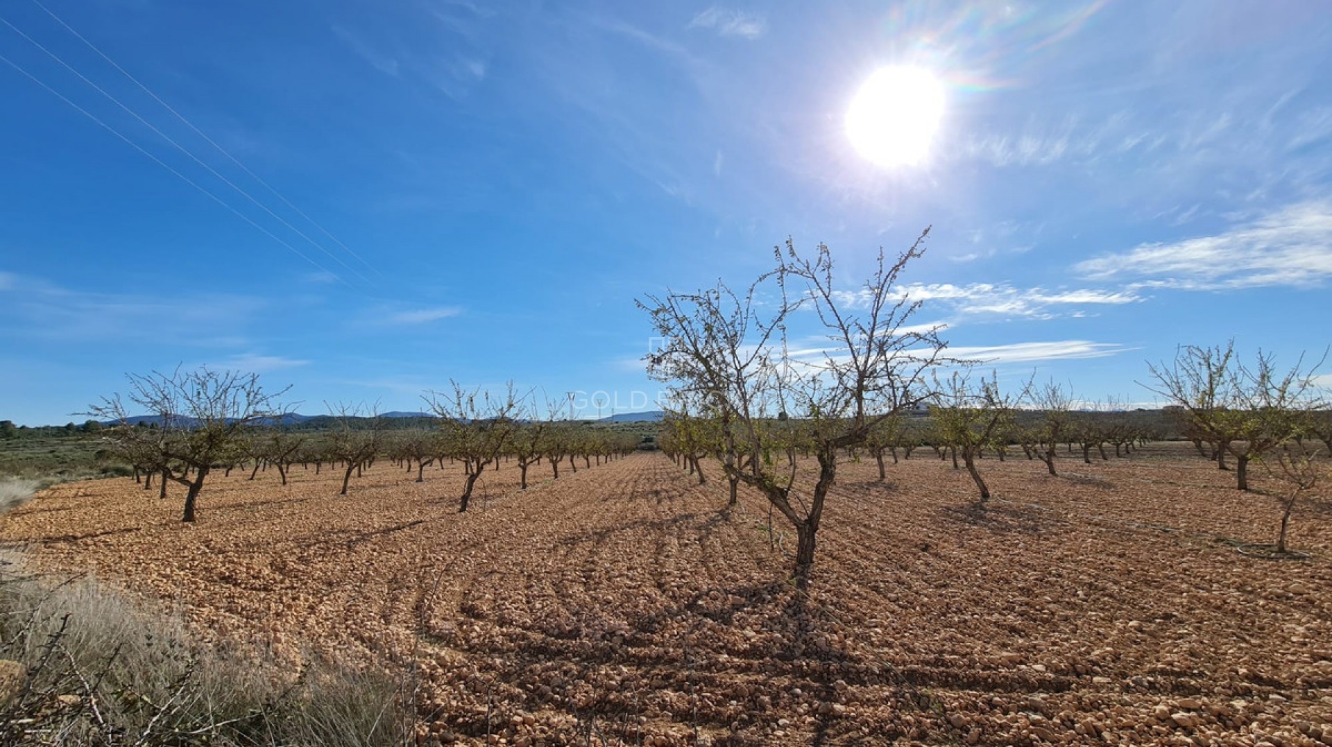 Plot - Land · Sale · Pinoso · Lel