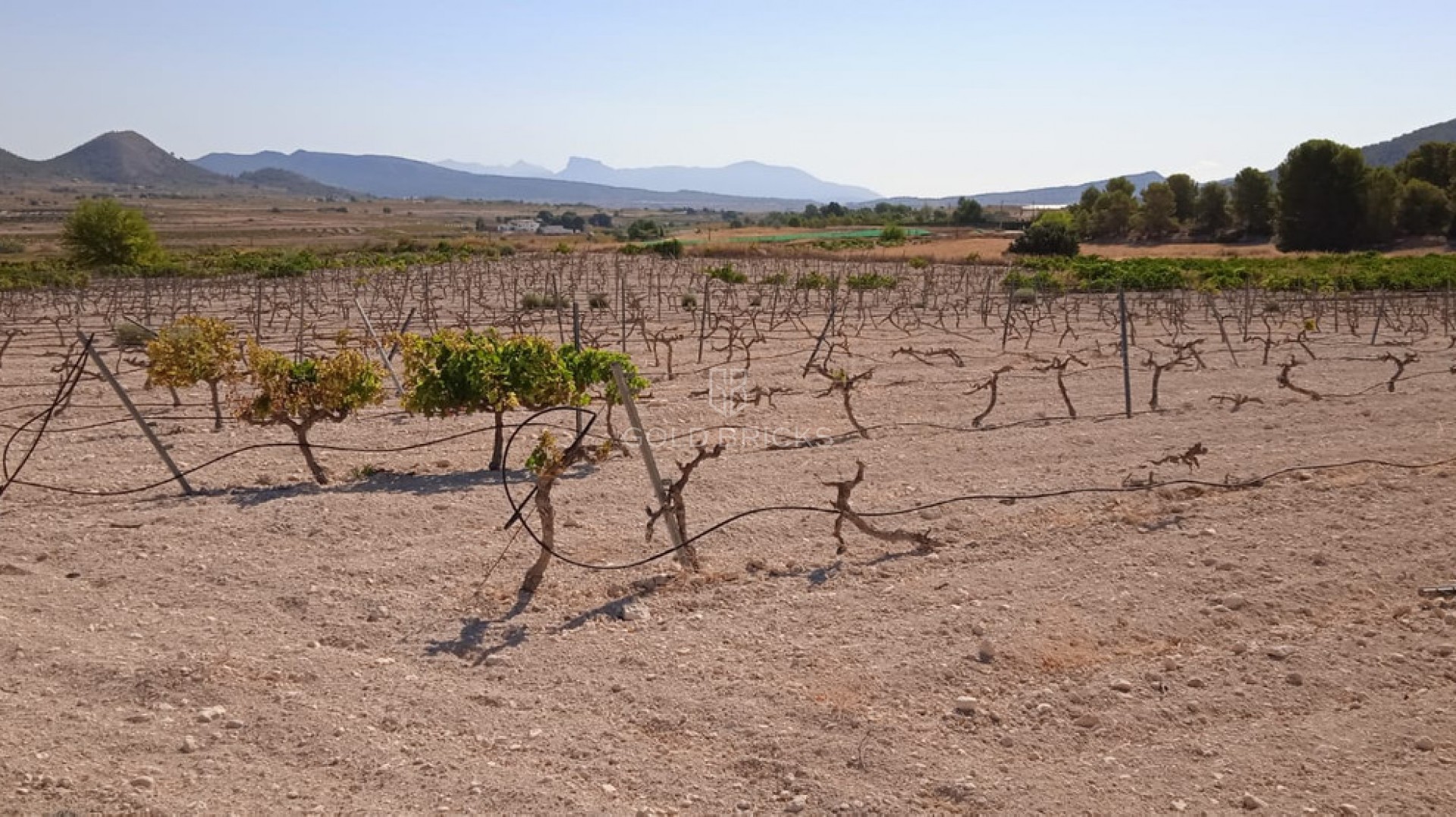 Plot - Land · Sale · Pinoso · Pinoso Centro