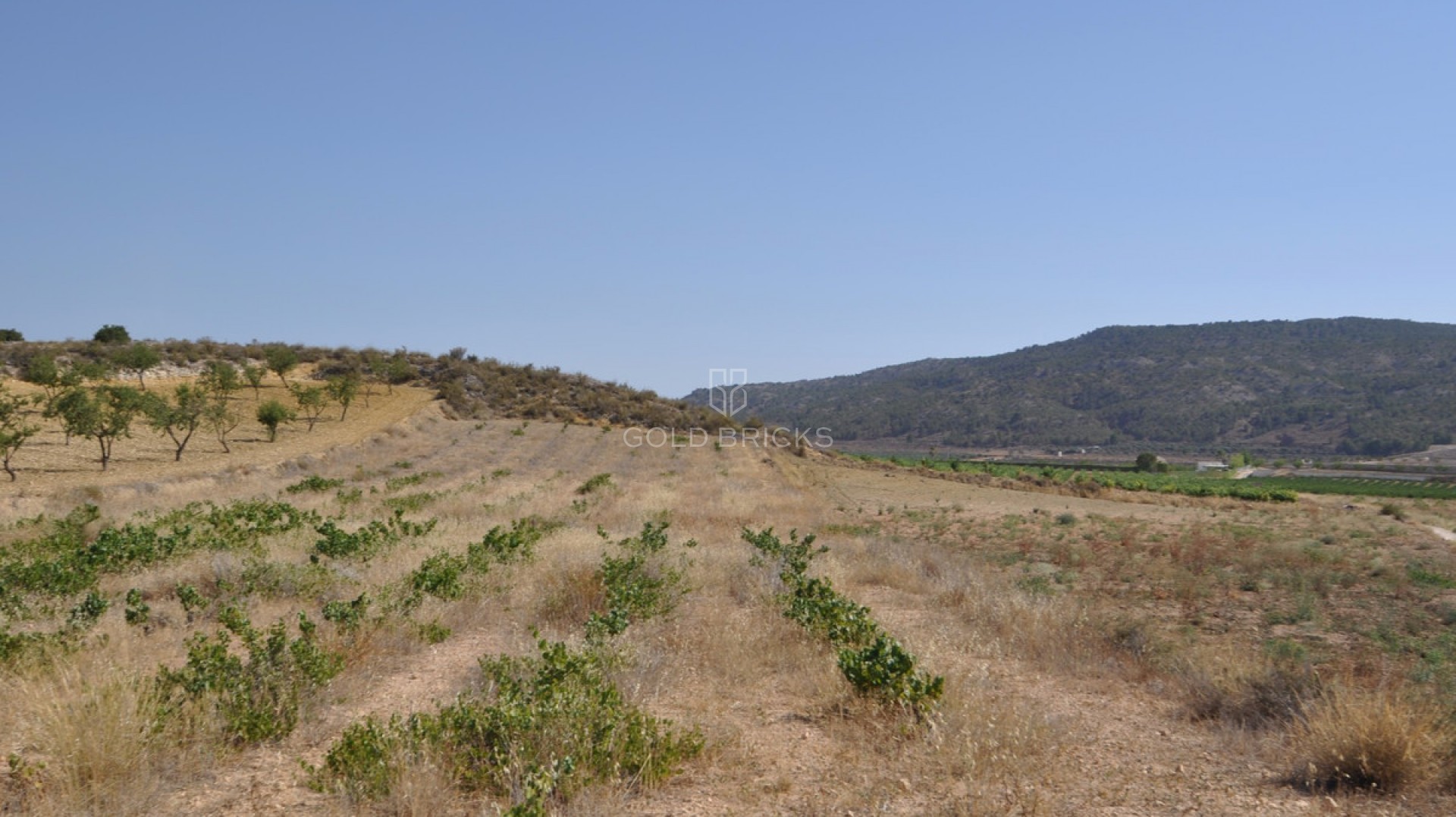 Plot - Land · Sale · Pinoso · Pinoso Centro