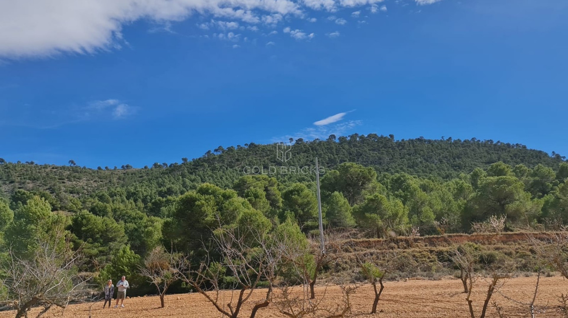 Plot - Land · Sale · Pinoso · Pinoso Centro