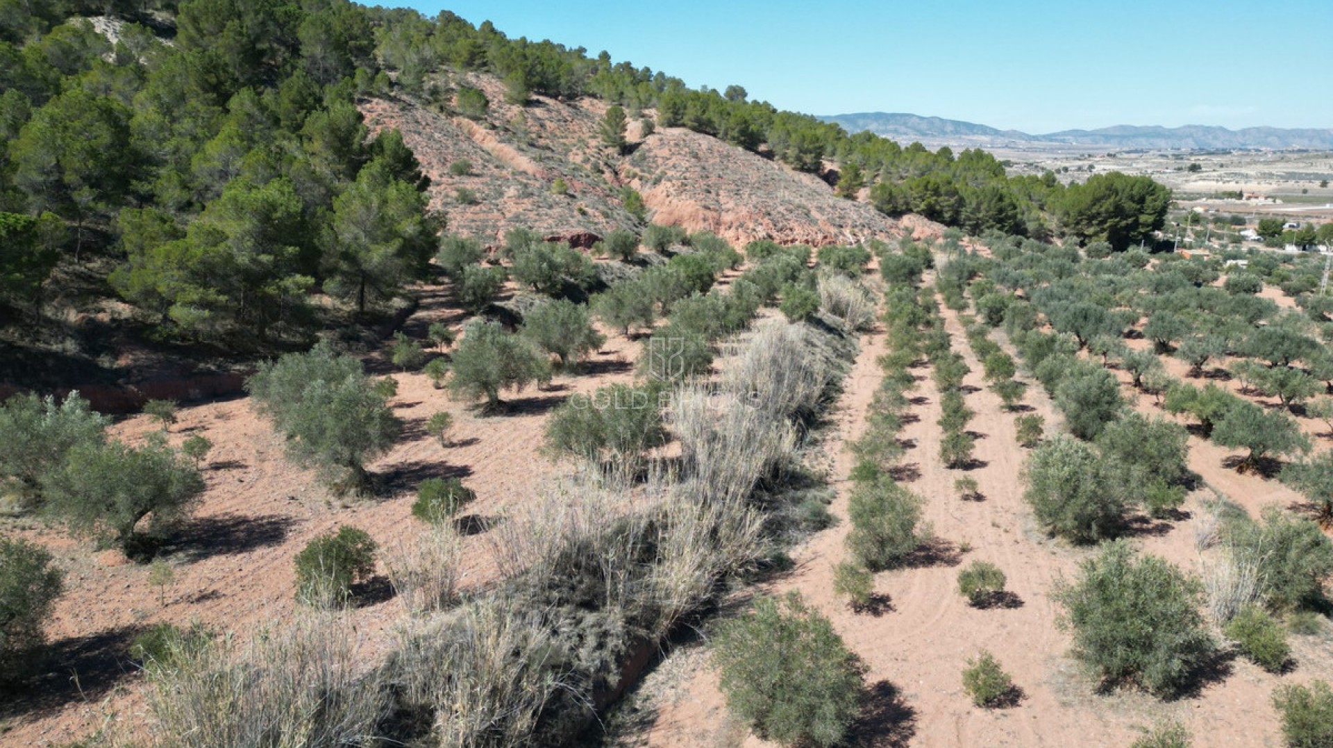 Plot - Land · Sale · Pinoso · Pinoso Centro
