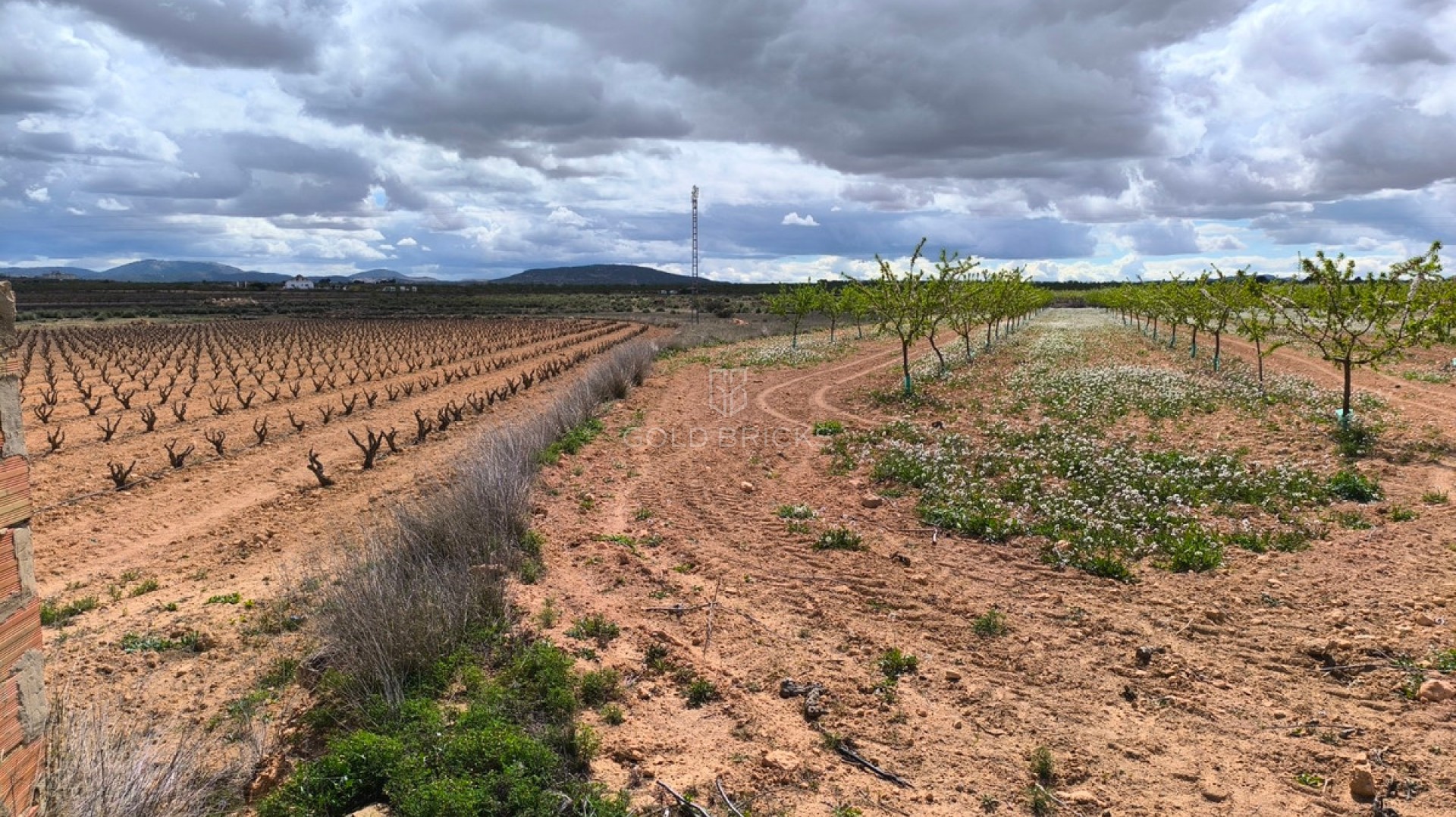 Plot - Land · Sale · Pinoso · Pinoso Centro