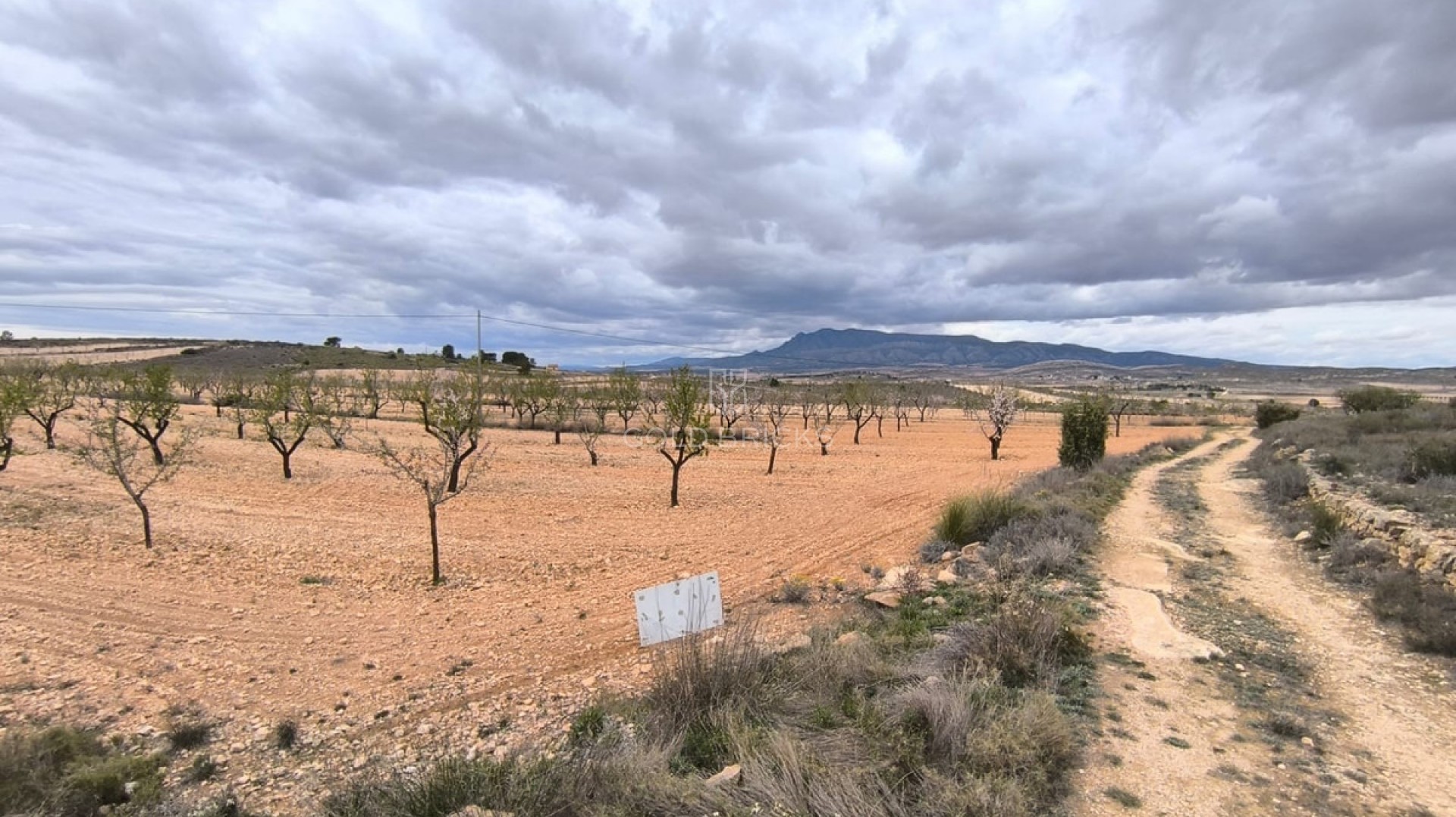 Plot - Land · Sale · Pinoso · Pinoso Centro