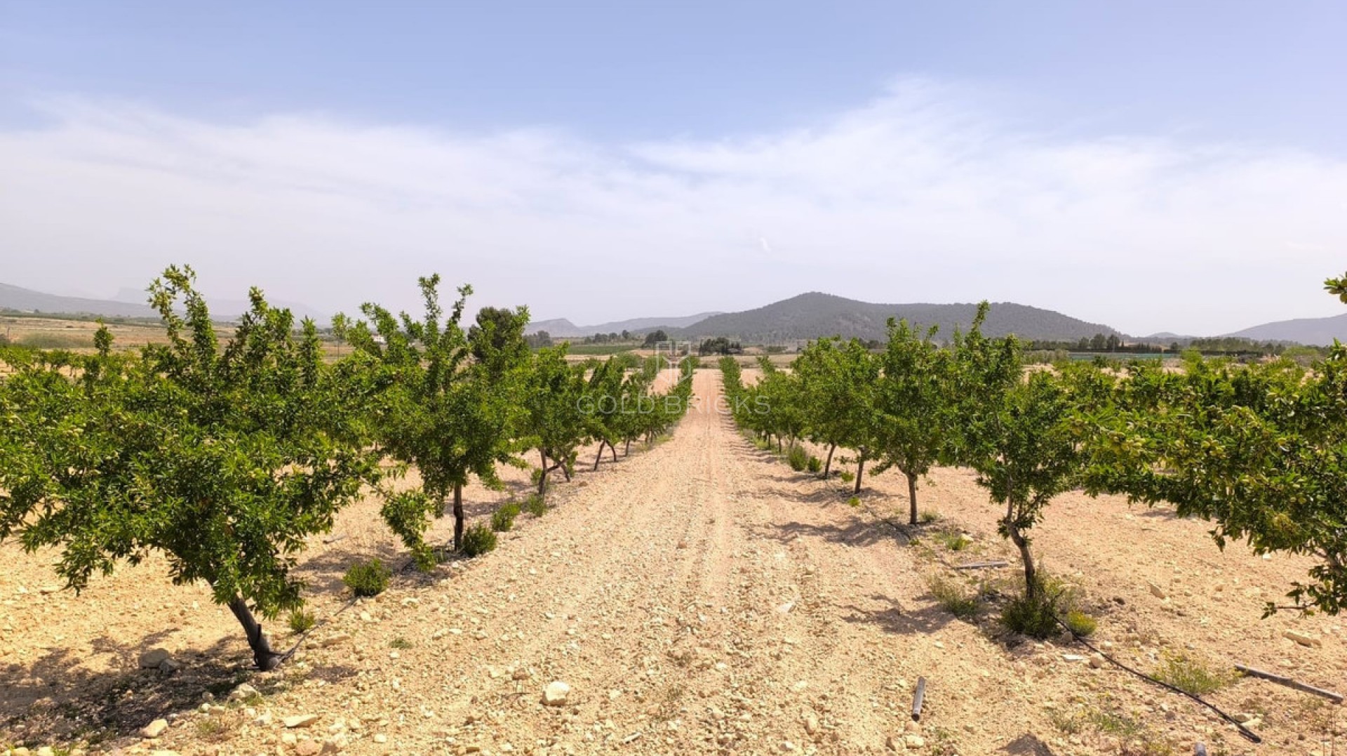 Plot - Land · Sale · Pinoso · Pinoso Centro