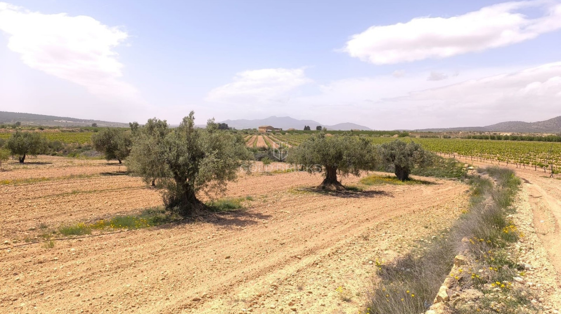 Plot - Land · Sale · Pinoso · Pinoso Centro