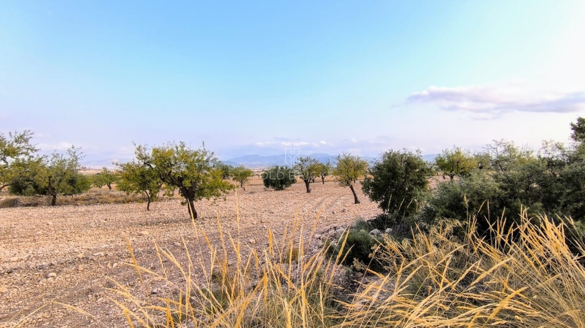 Plot - Land · Sale · Pinoso · Pinoso Centro