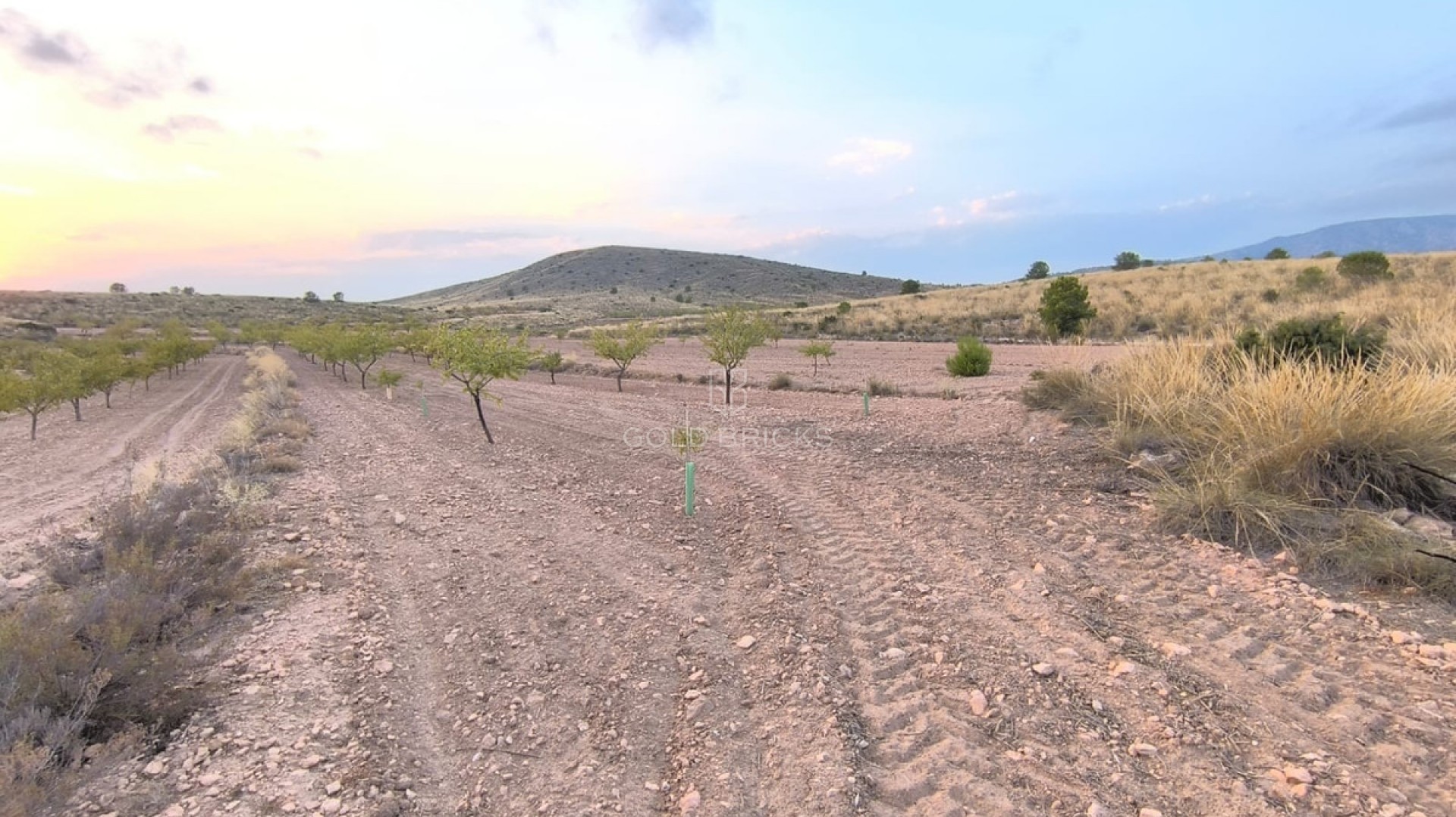 Plot - Land · Sale · Pinoso · Pinoso Centro