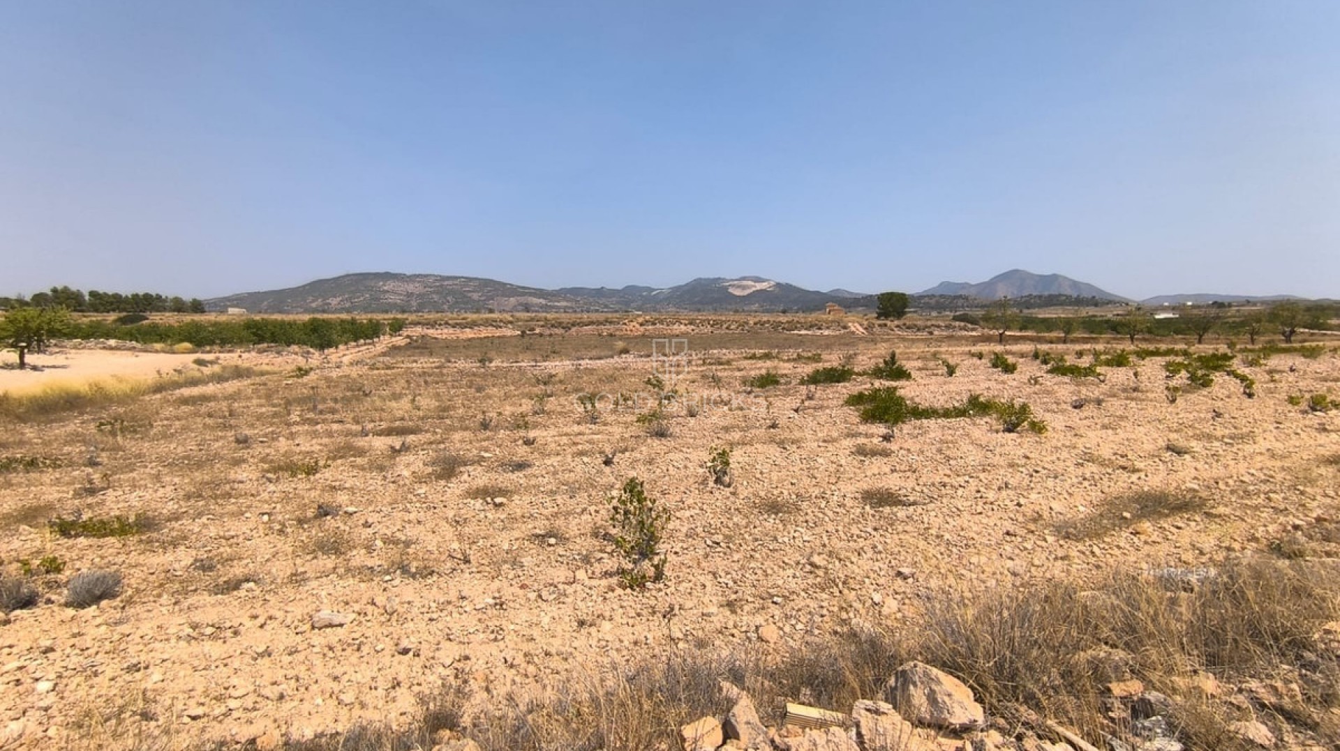 Plot - Land · Sale · Pinoso · Pinoso Centro