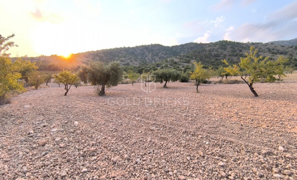 Plot - Land · Sale · Pinoso · Pinoso Centro