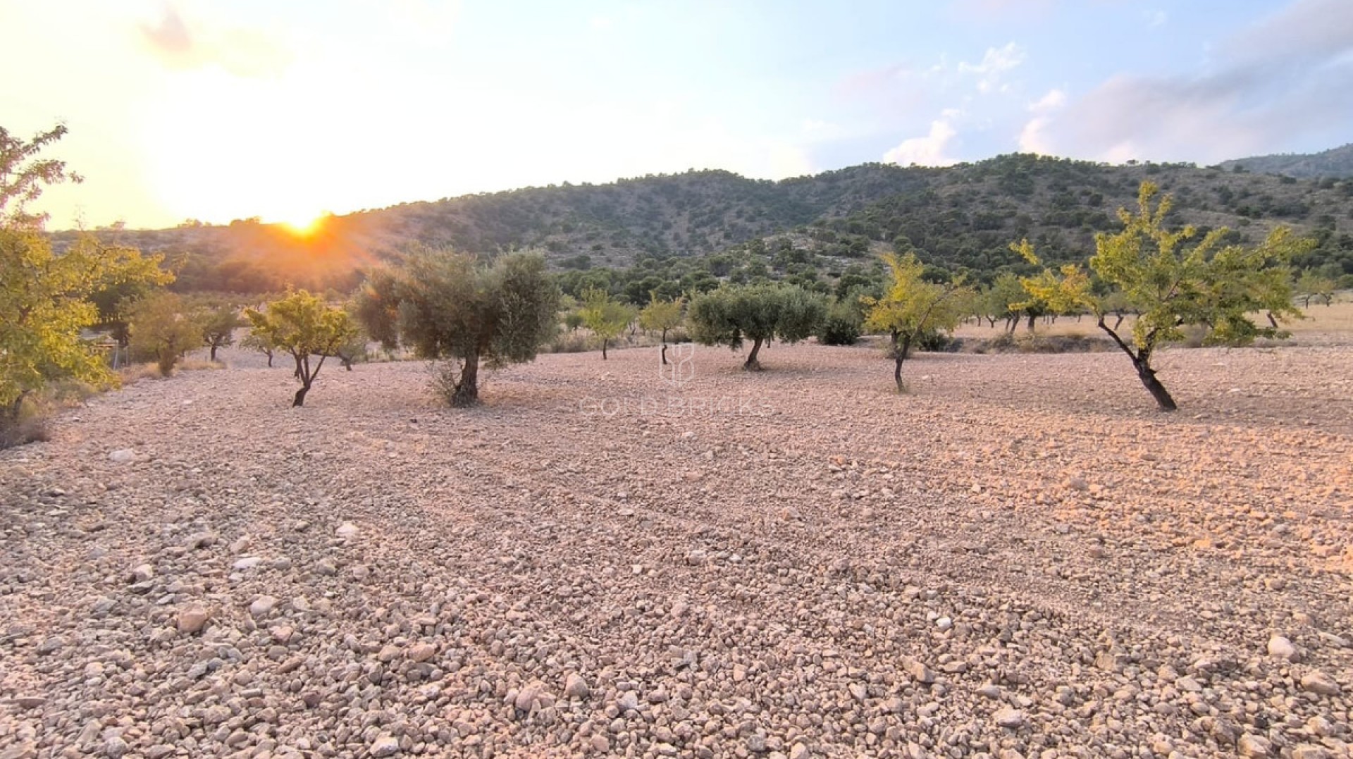 Plot - Land · Sale · Pinoso · Pinoso Centro