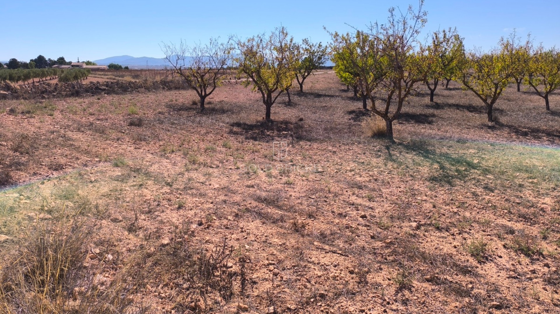 Plot - Land · Sale · Pinoso · Pinoso Centro
