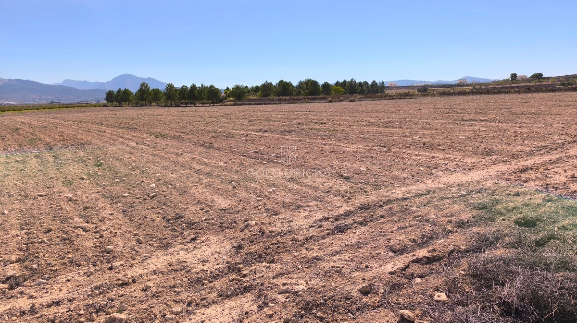 Plot - Land · Sale · Pinoso · Pinoso Centro