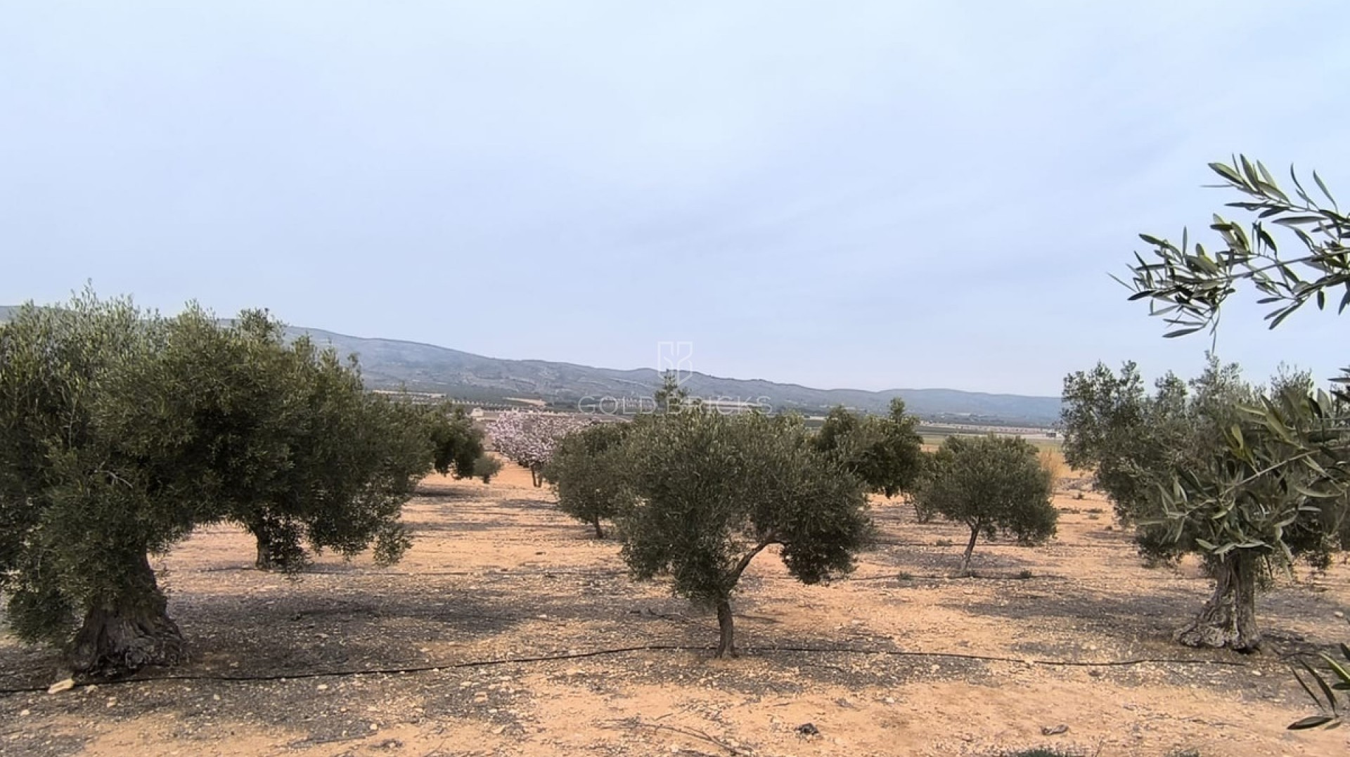 Plot - Land · Sale · Villena · Villena Centro