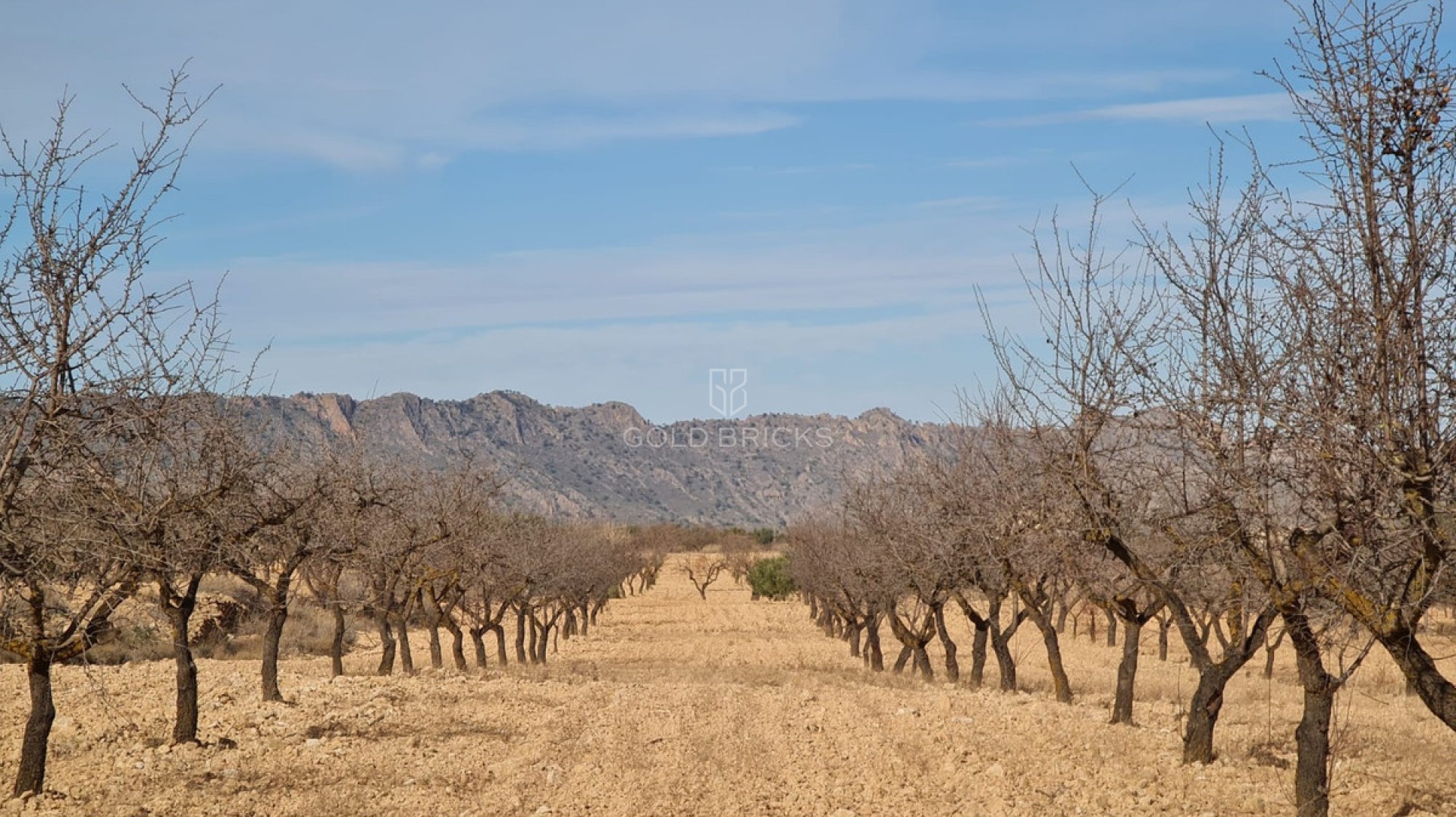 Plot - Land · Sale · Yecla · Raspay