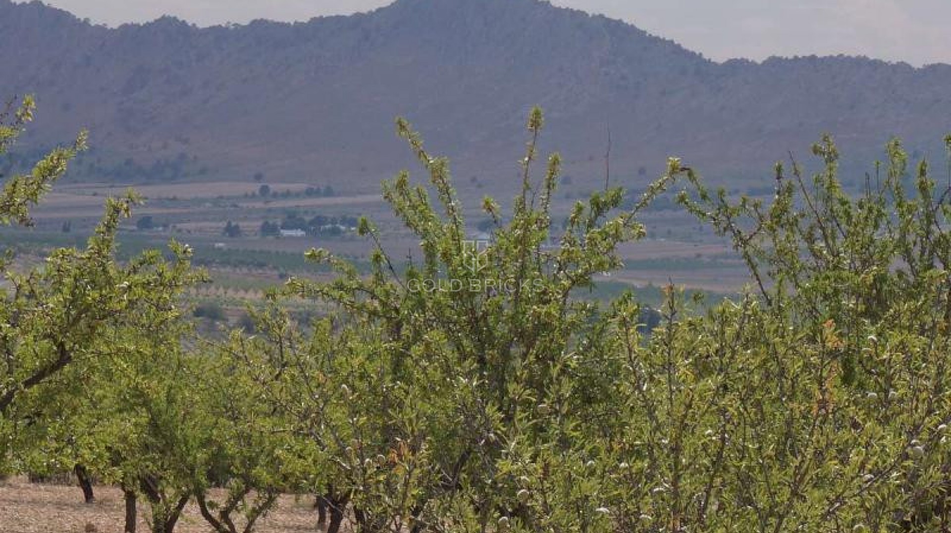 Plot - Land · Sale · Yecla · Yecla Centro