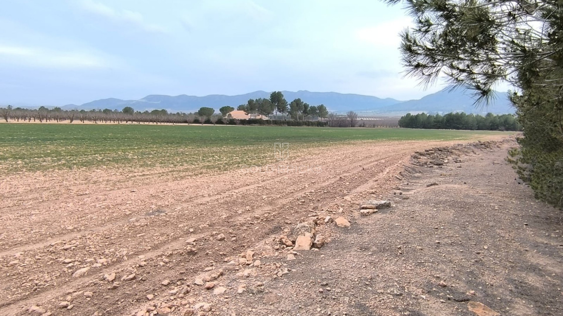 Plot - Land · Sale · Yecla · Yecla Centro