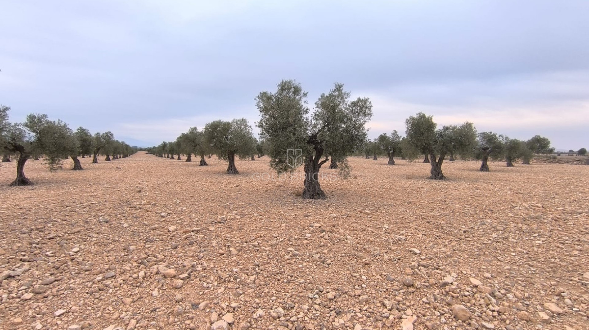 Plot - Land · Sale · Yecla · Yecla Centro