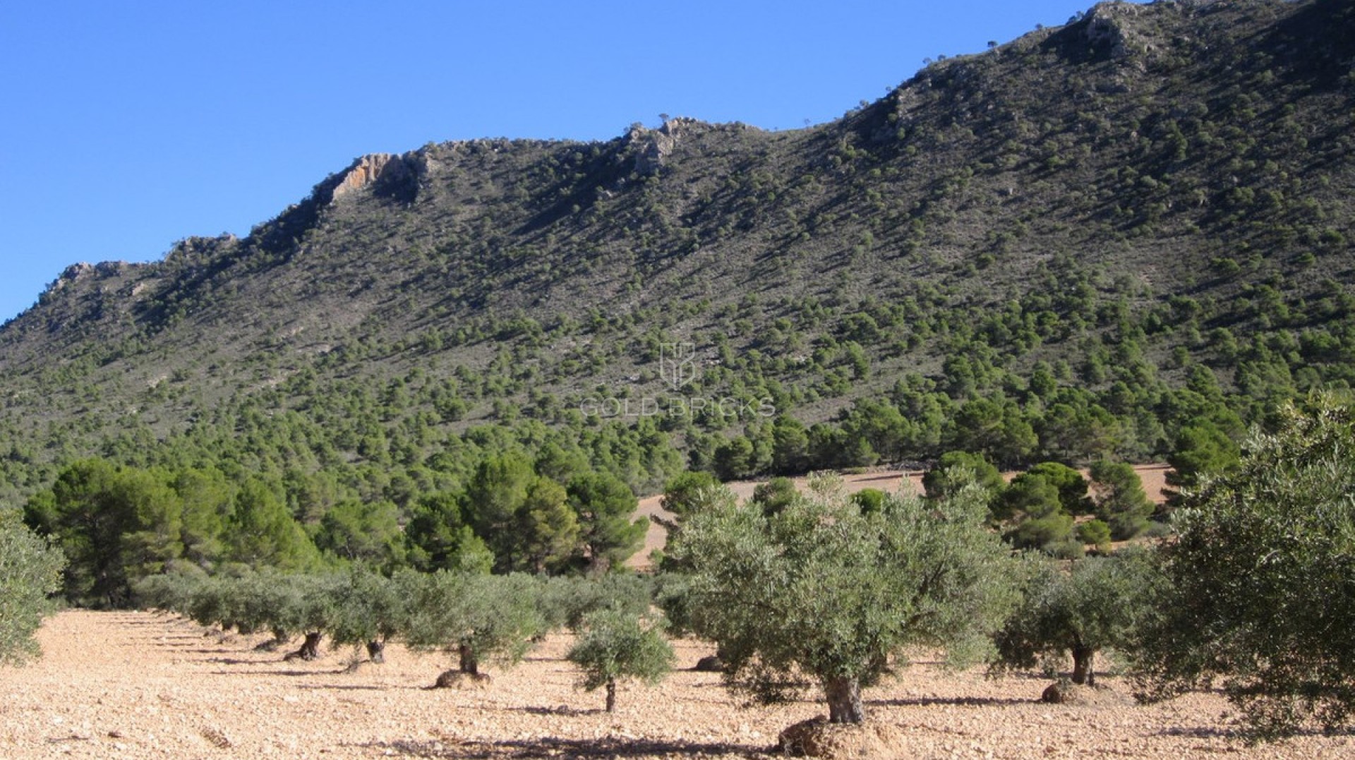 Plot - Land · Sale · Yecla · Yecla Centro