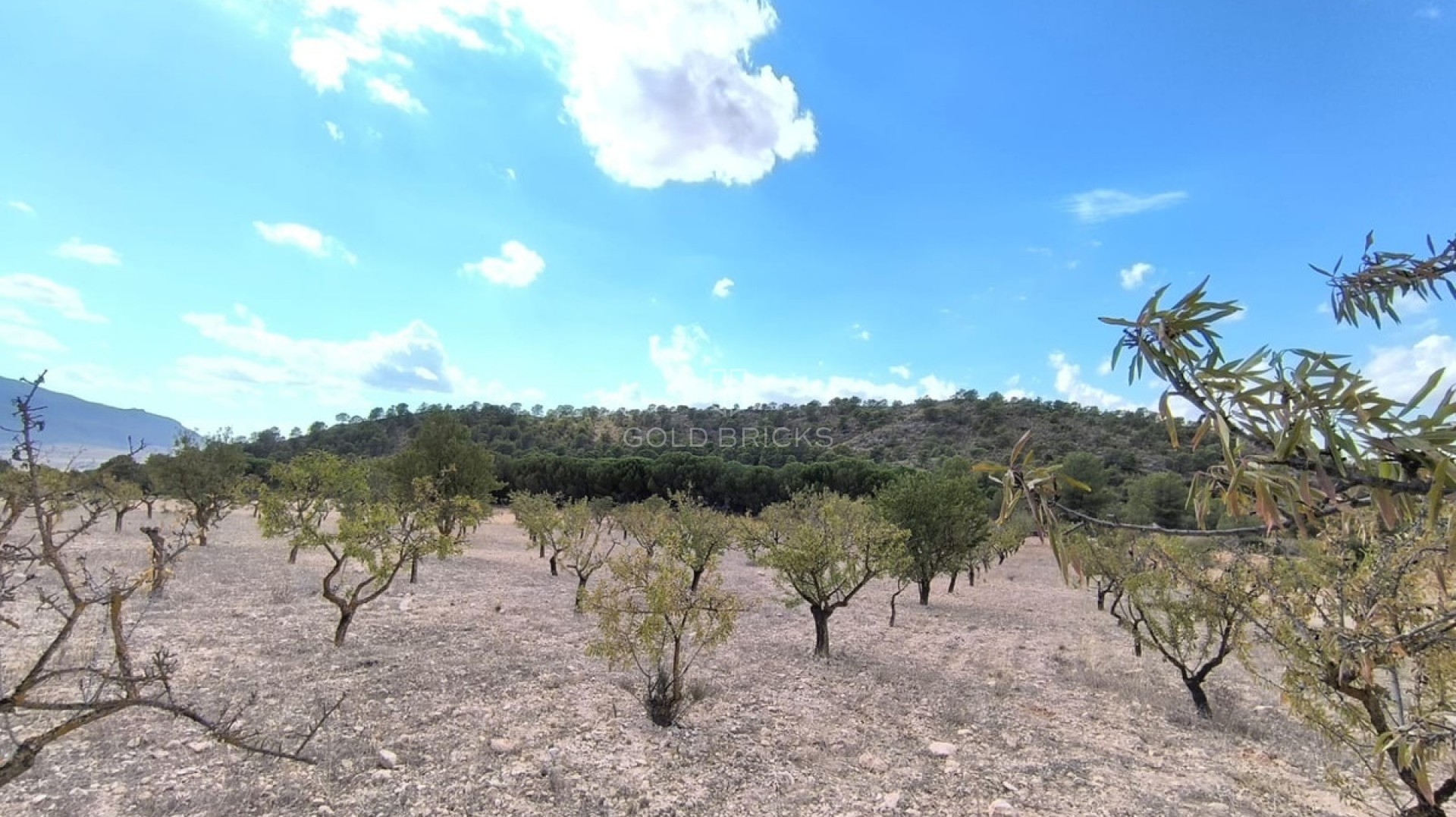 Plot - Land · Sale · Yecla · Yecla Centro