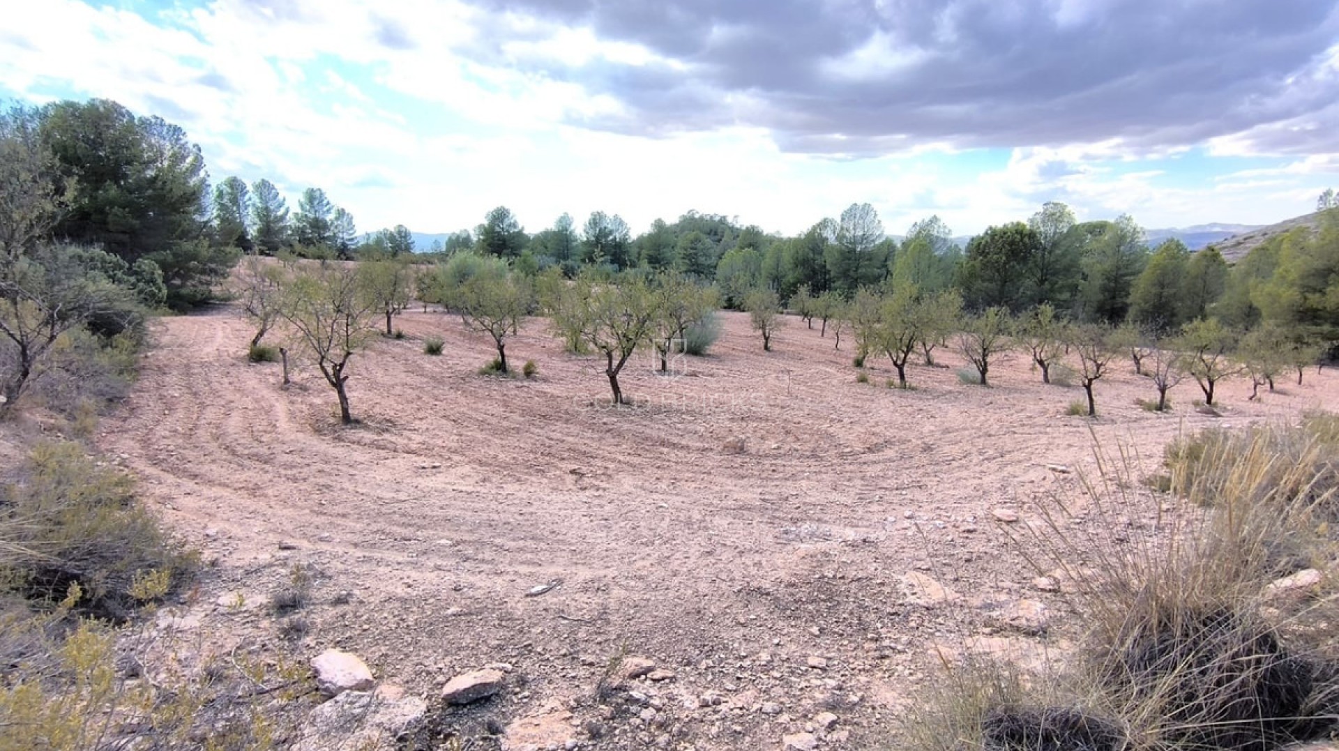 Plot - Land · Sale · Yecla · Yecla Centro