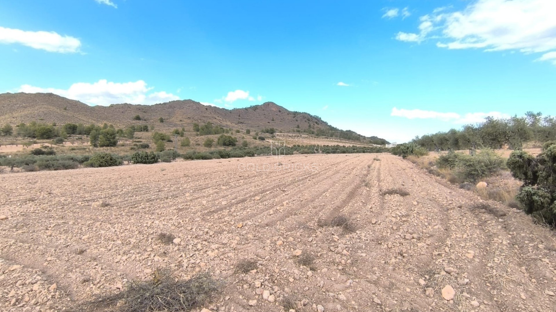 Plot - Land · Sale · Yecla · Yecla Centro