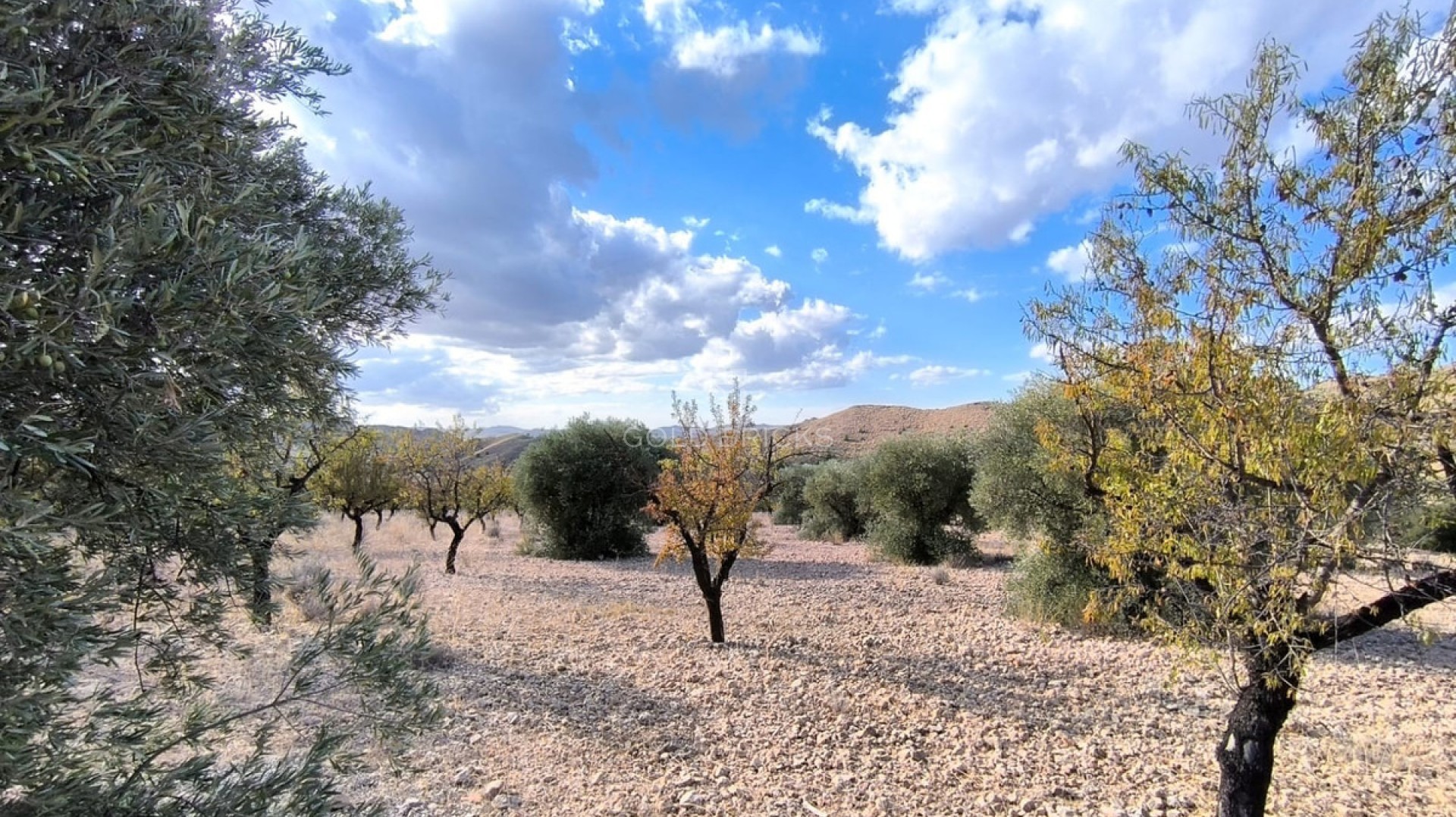 Plot - Land · Sale · Yecla · Yecla Centro