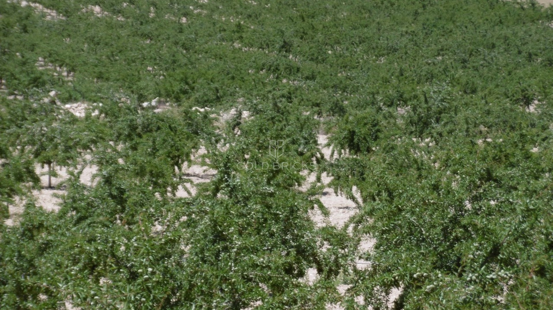 Plot - Land · Sale · Yecla · Yecla Centro