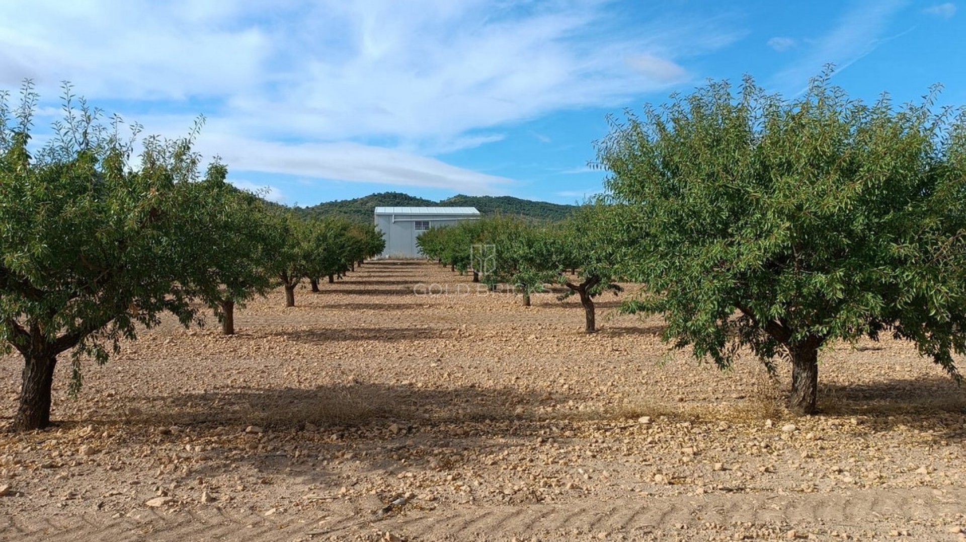 Plot - Land · Sale · Yecla · Yecla Centro