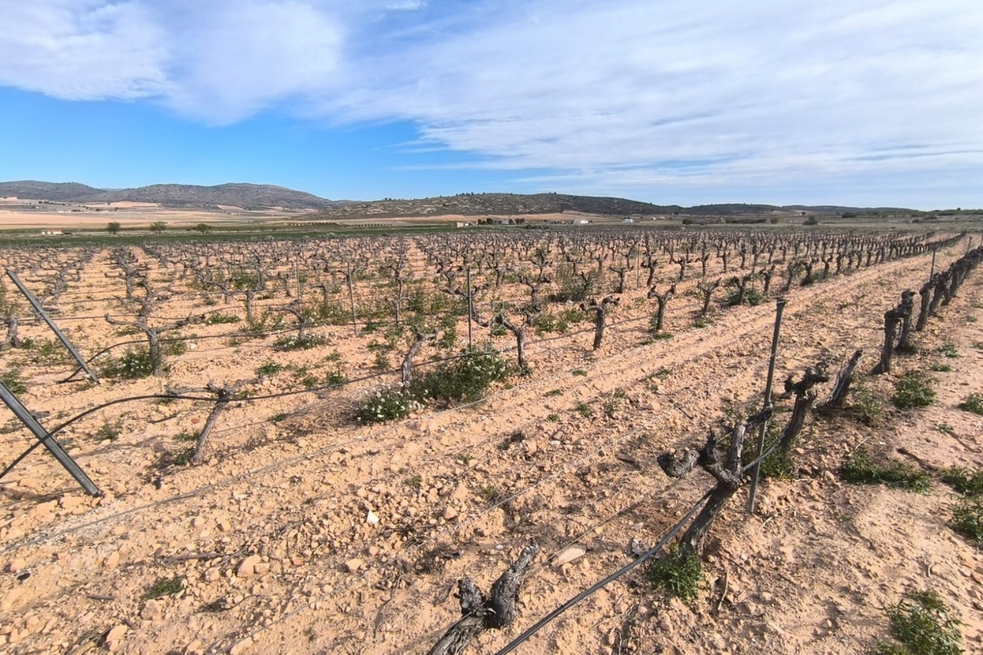 Resale ·  · Yecla · Yecla Centro