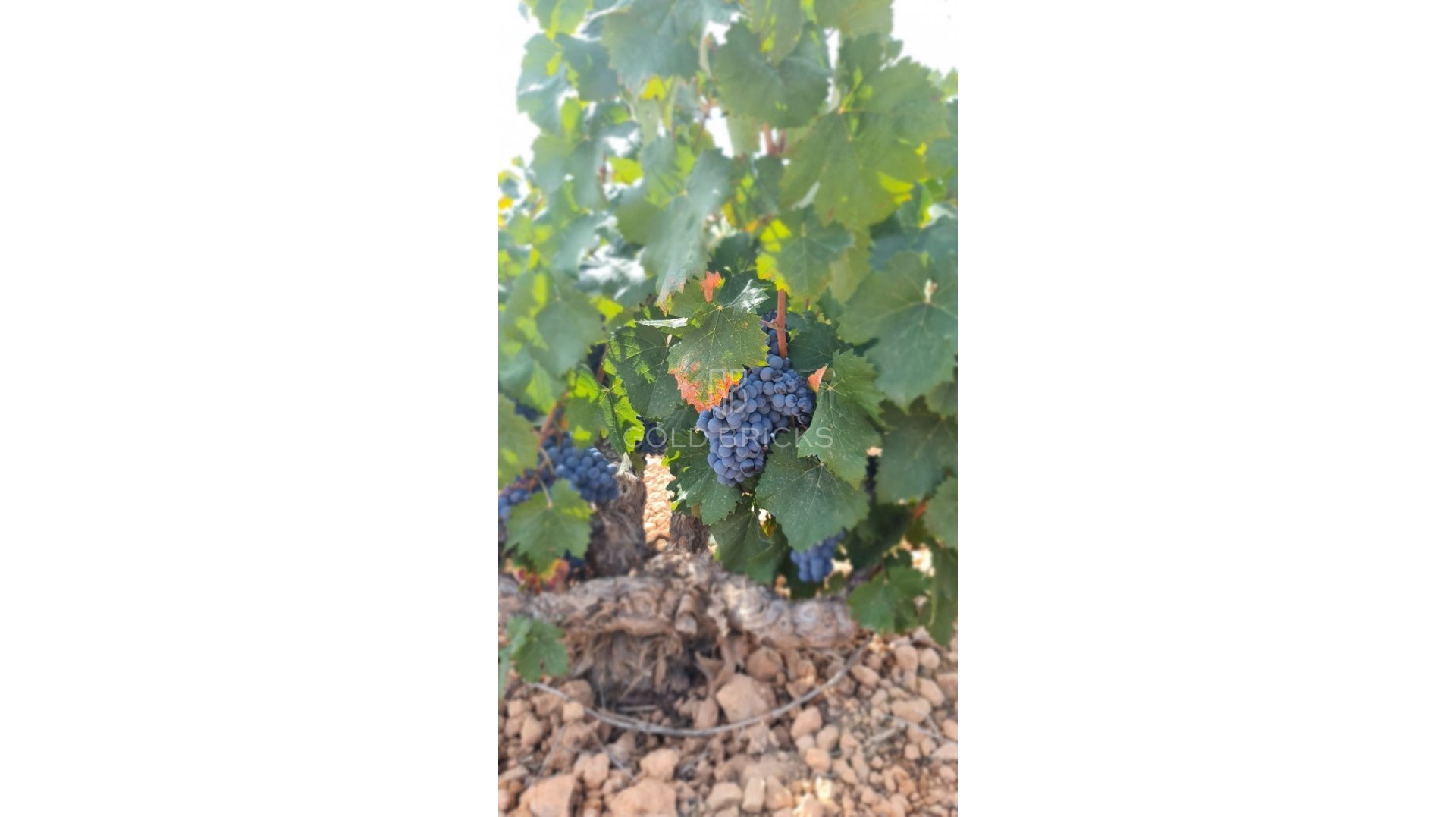  · Revente · Abanilla · Abanilla Centro