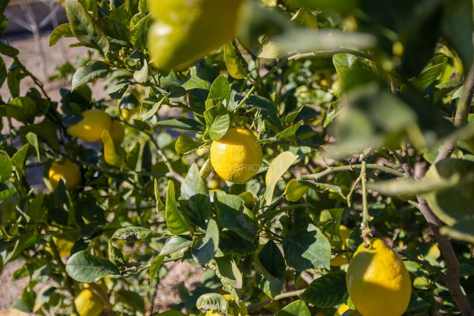 Revente ·  · Murcia · Corvera