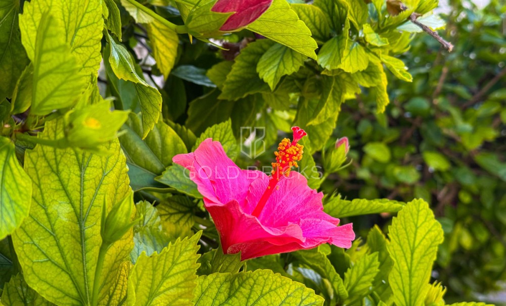  - Revente - Torrevieja - RS-42896