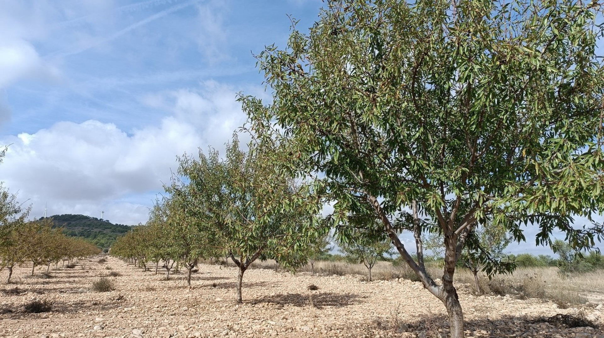  · Revente · Yecla · Yecla Centro
