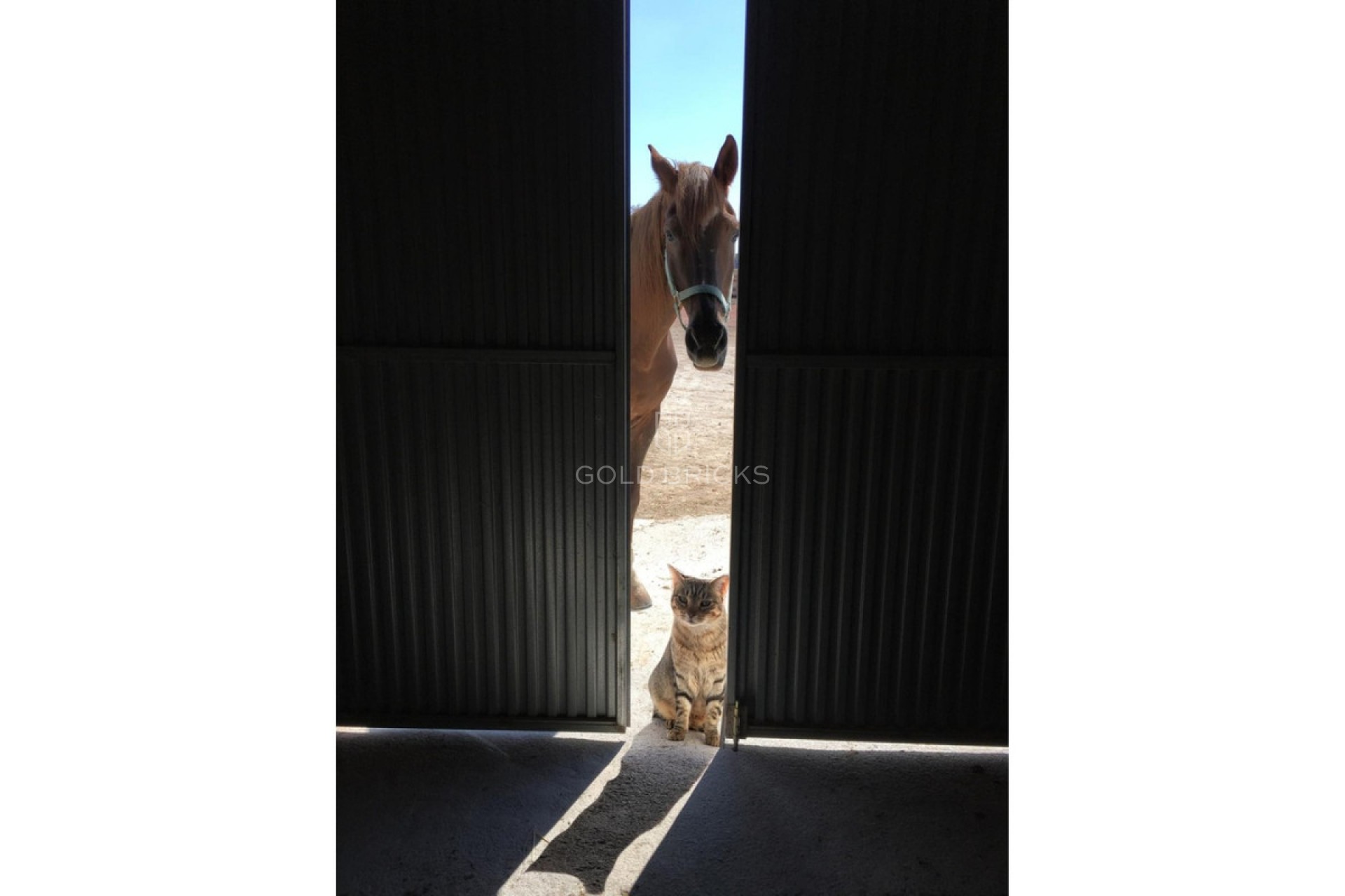 Sale · House - Finca - Cortijo · Jumilla · Torre del Rico