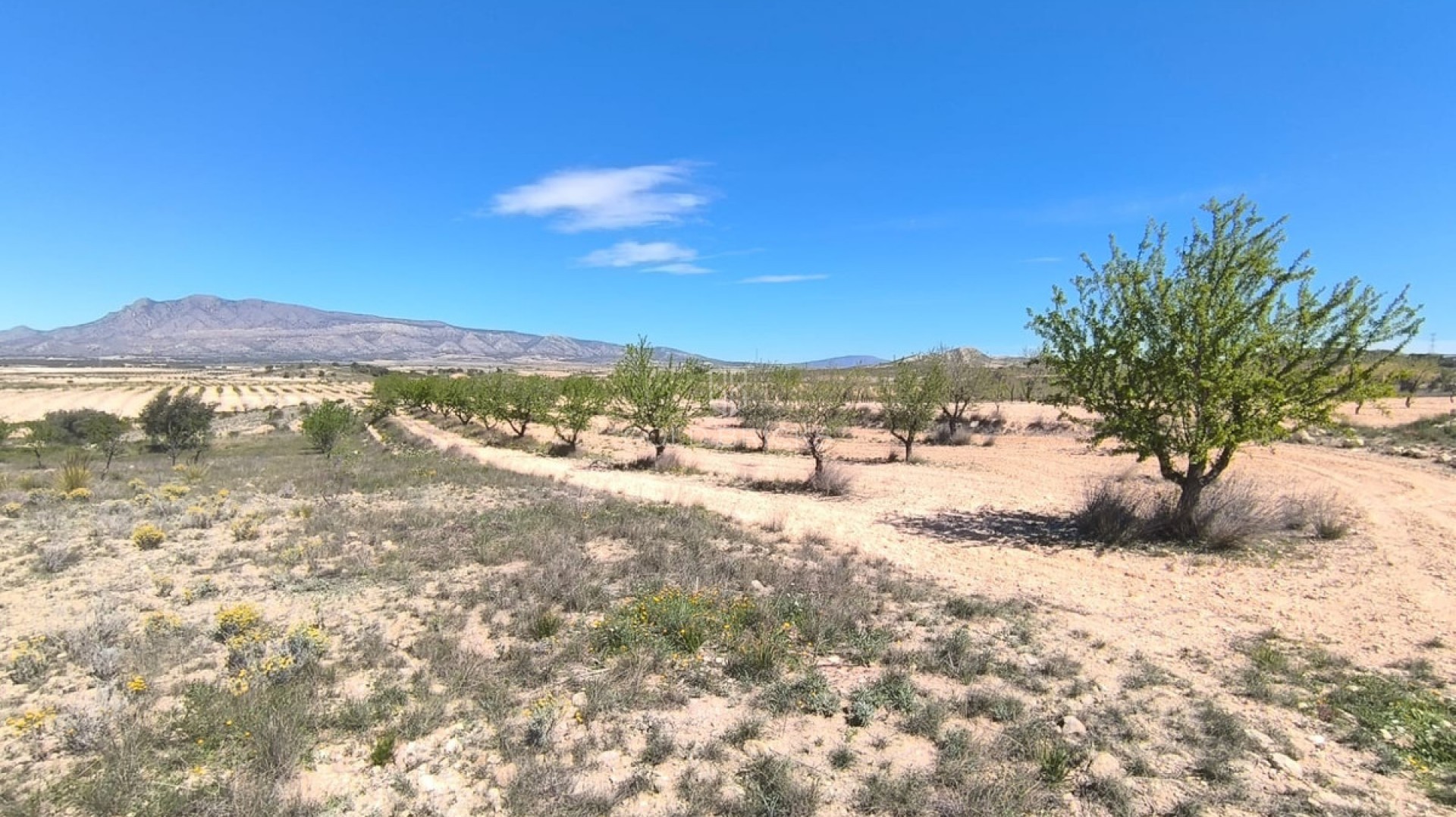  · Sprzedaż · Jumilla · Jumilla Centro